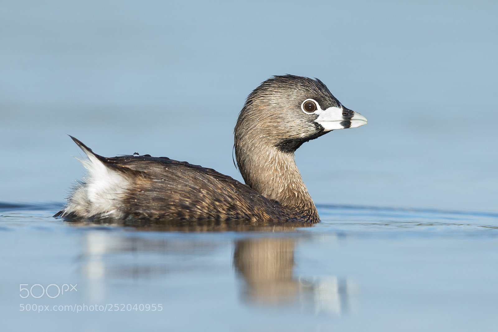 Canon EOS-1D X sample photo. Pied billed grebe photography