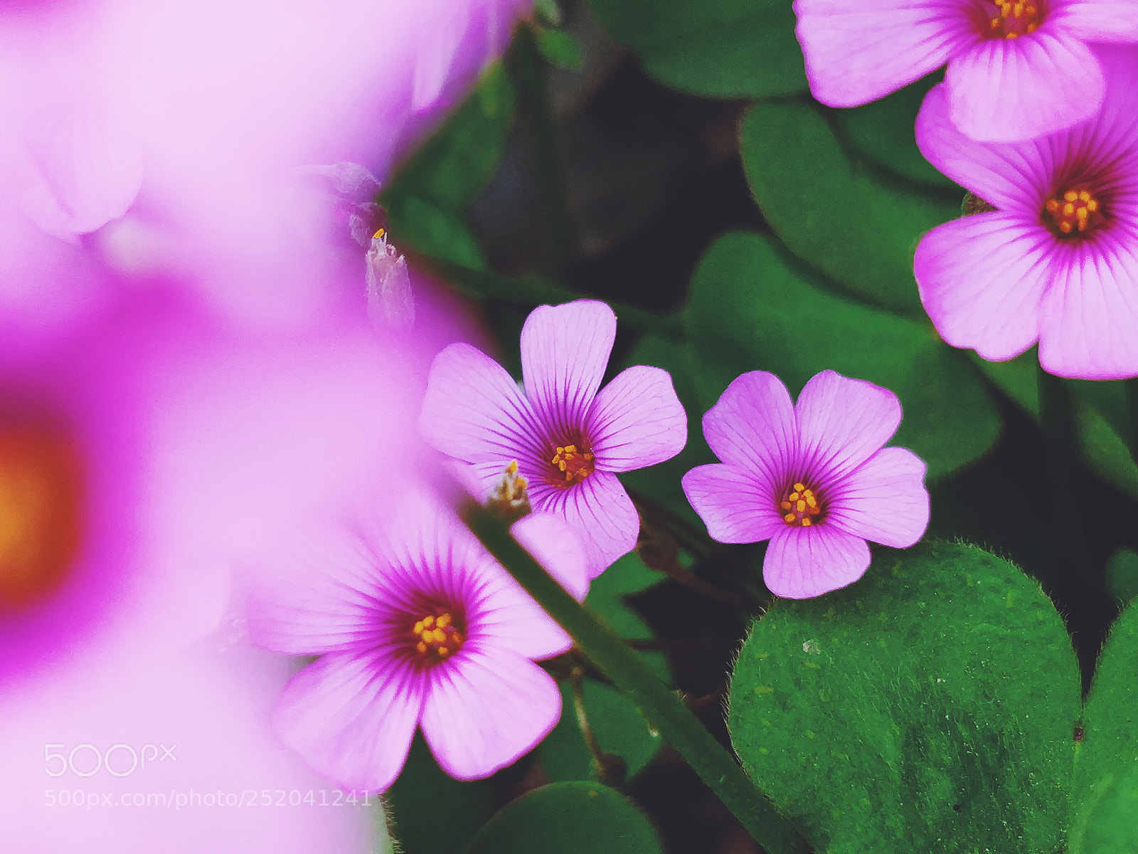 OnePlus 5T sample photo. 野花 photography
