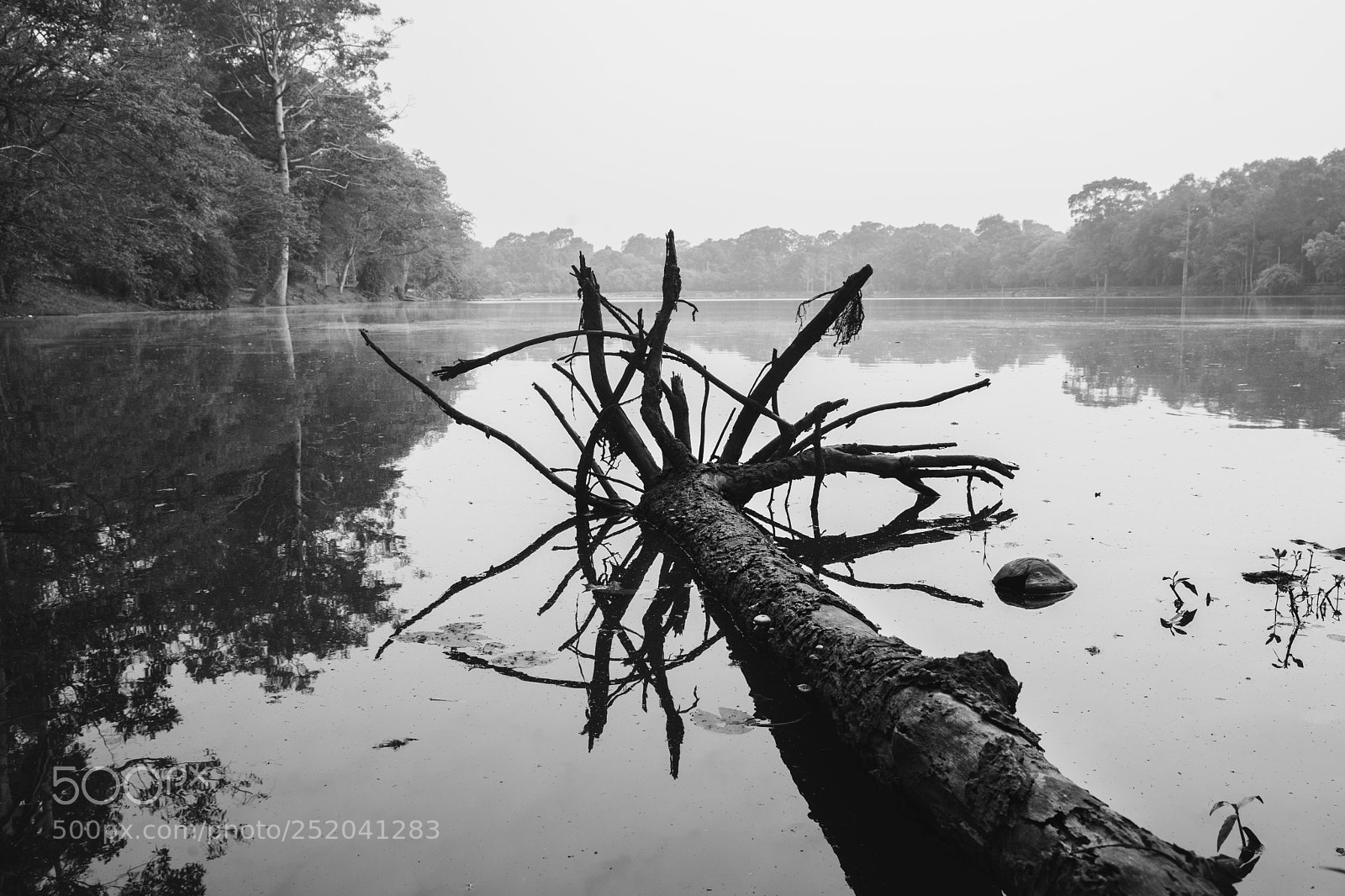 Sony a7 II sample photo. Dead root tree photography