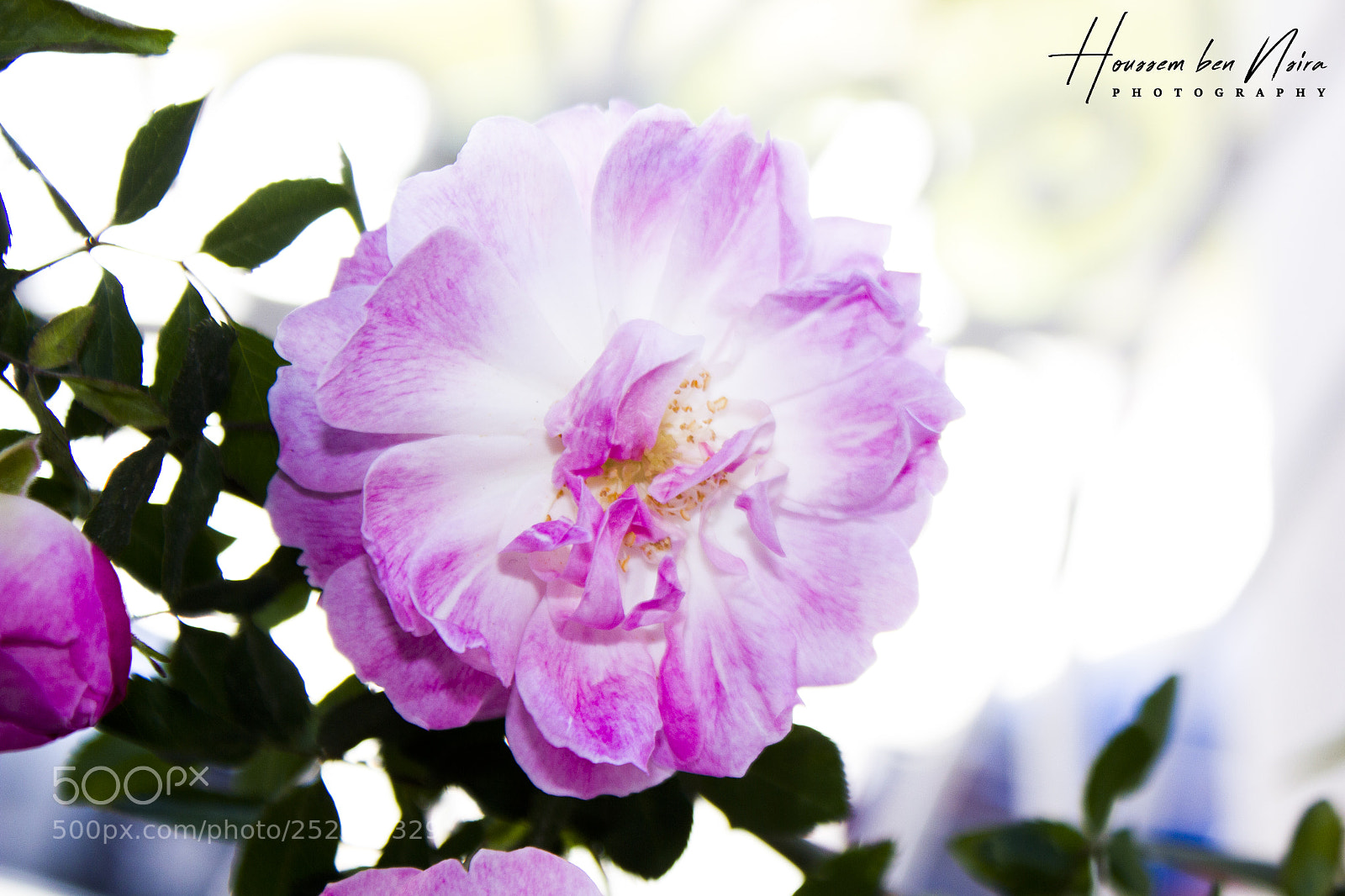Canon EOS 550D (EOS Rebel T2i / EOS Kiss X4) sample photo. Pink flowers photography