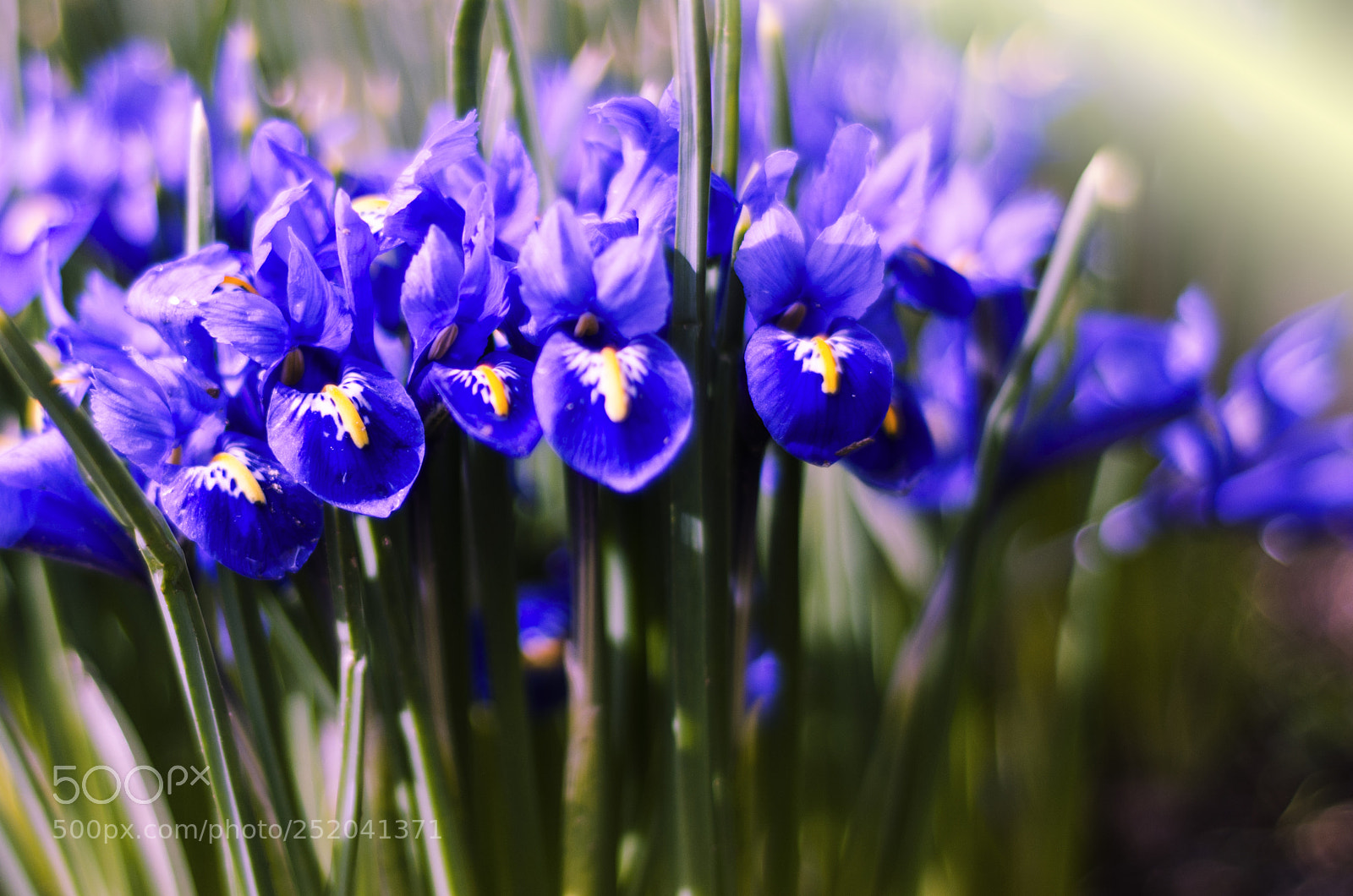 Nikon D7000 sample photo. Iris reticulata photography