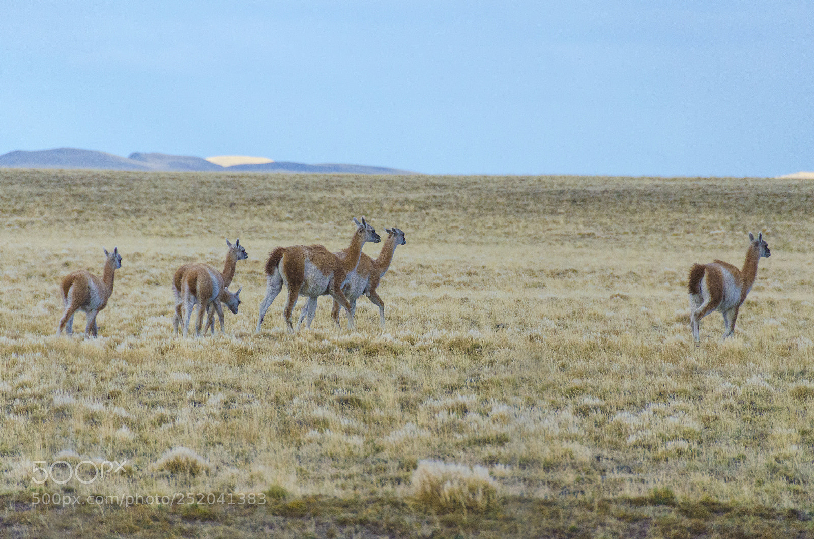 Nikon D5100 sample photo. I love guanacos photography