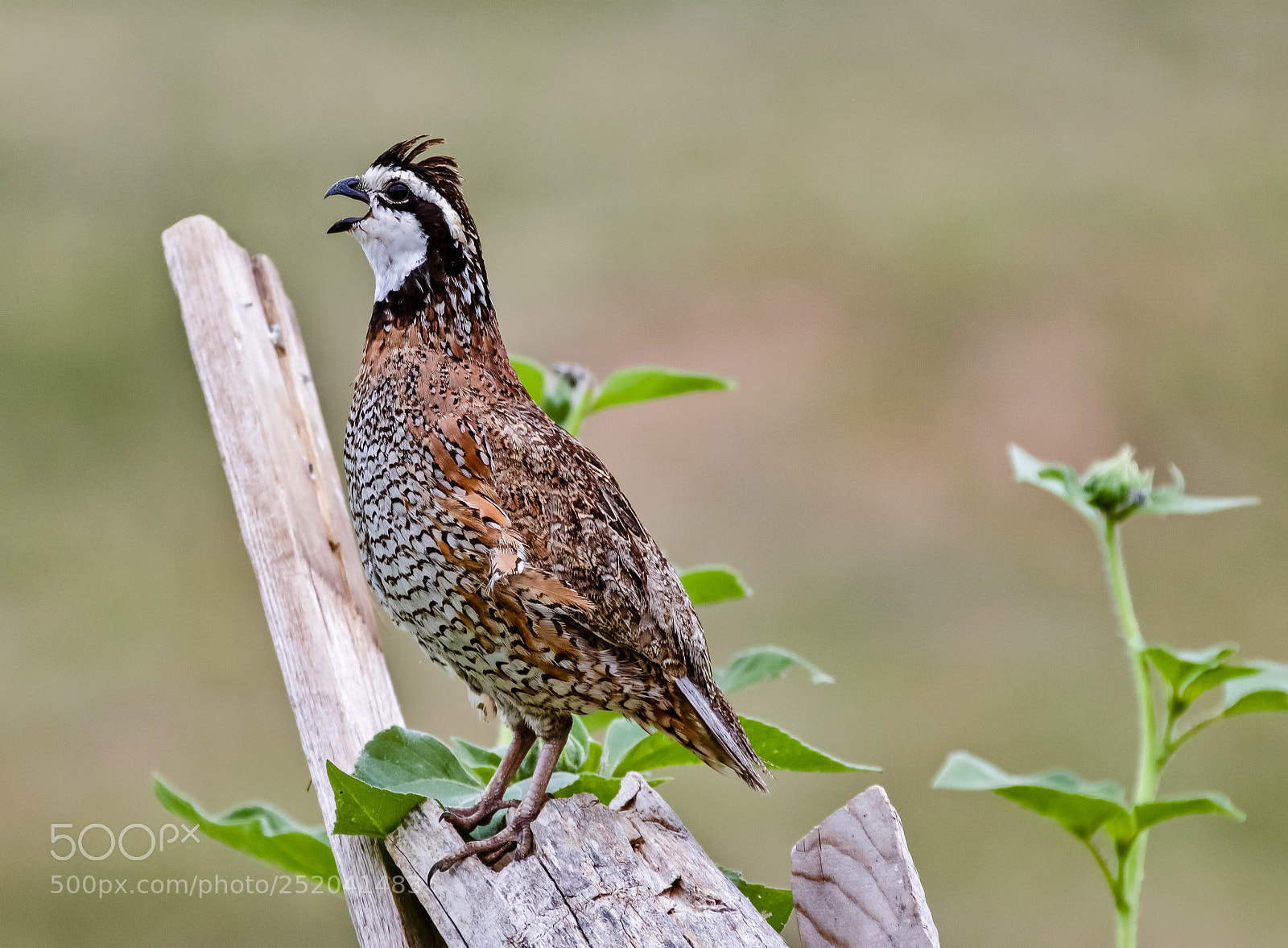 Canon EOS 760D (EOS Rebel T6s / EOS 8000D) sample photo. Quail sayin it loud photography