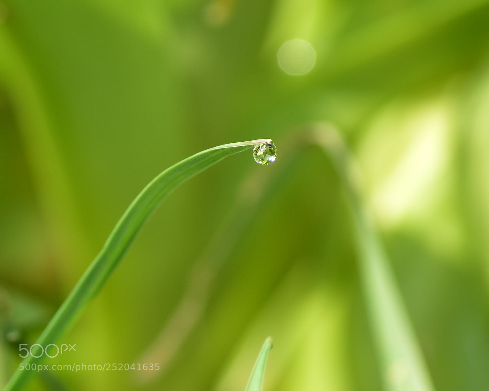 Nikon D5600 sample photo. Pureté photography