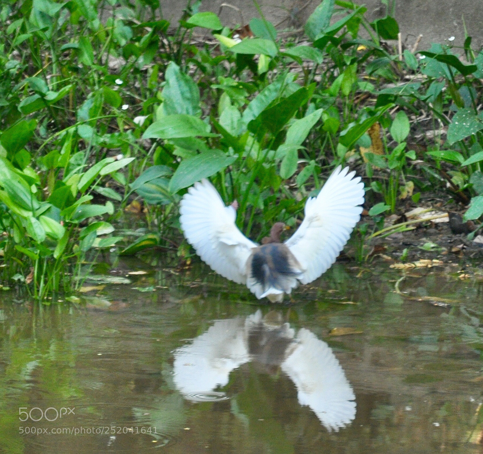Nikon D90 sample photo. Flying bird photography