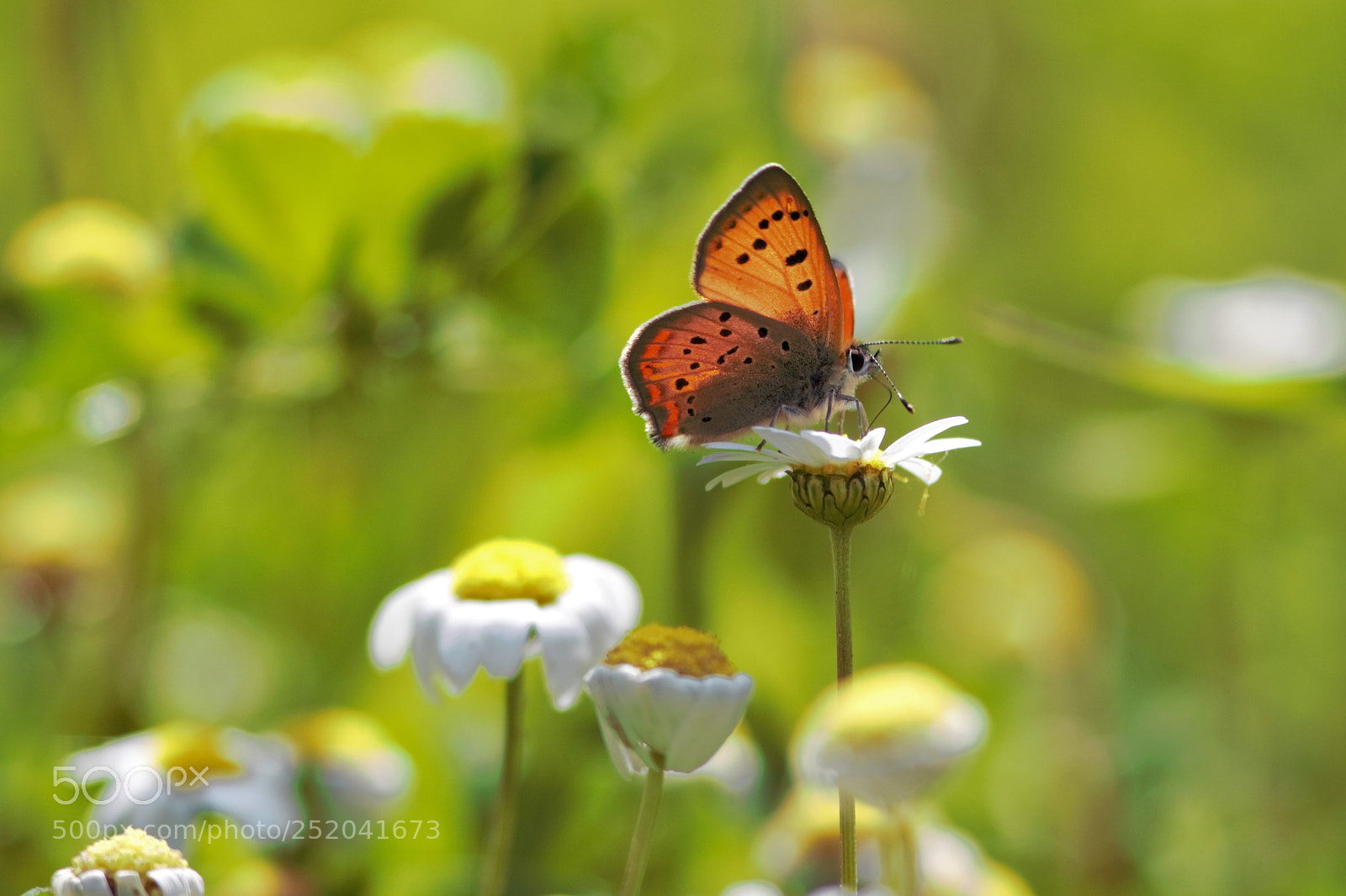 Canon EOS 700D (EOS Rebel T5i / EOS Kiss X7i) sample photo. Grecian copper - lycaena photography