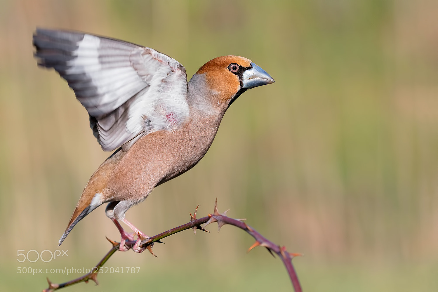 Canon EOS 5D Mark IV sample photo. Hawfinch jump photography