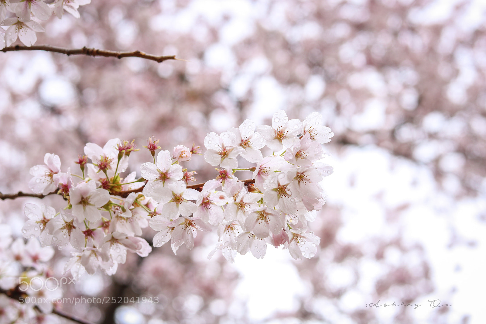 Canon EOS 750D (EOS Rebel T6i / EOS Kiss X8i) sample photo. Fresh april rain photography