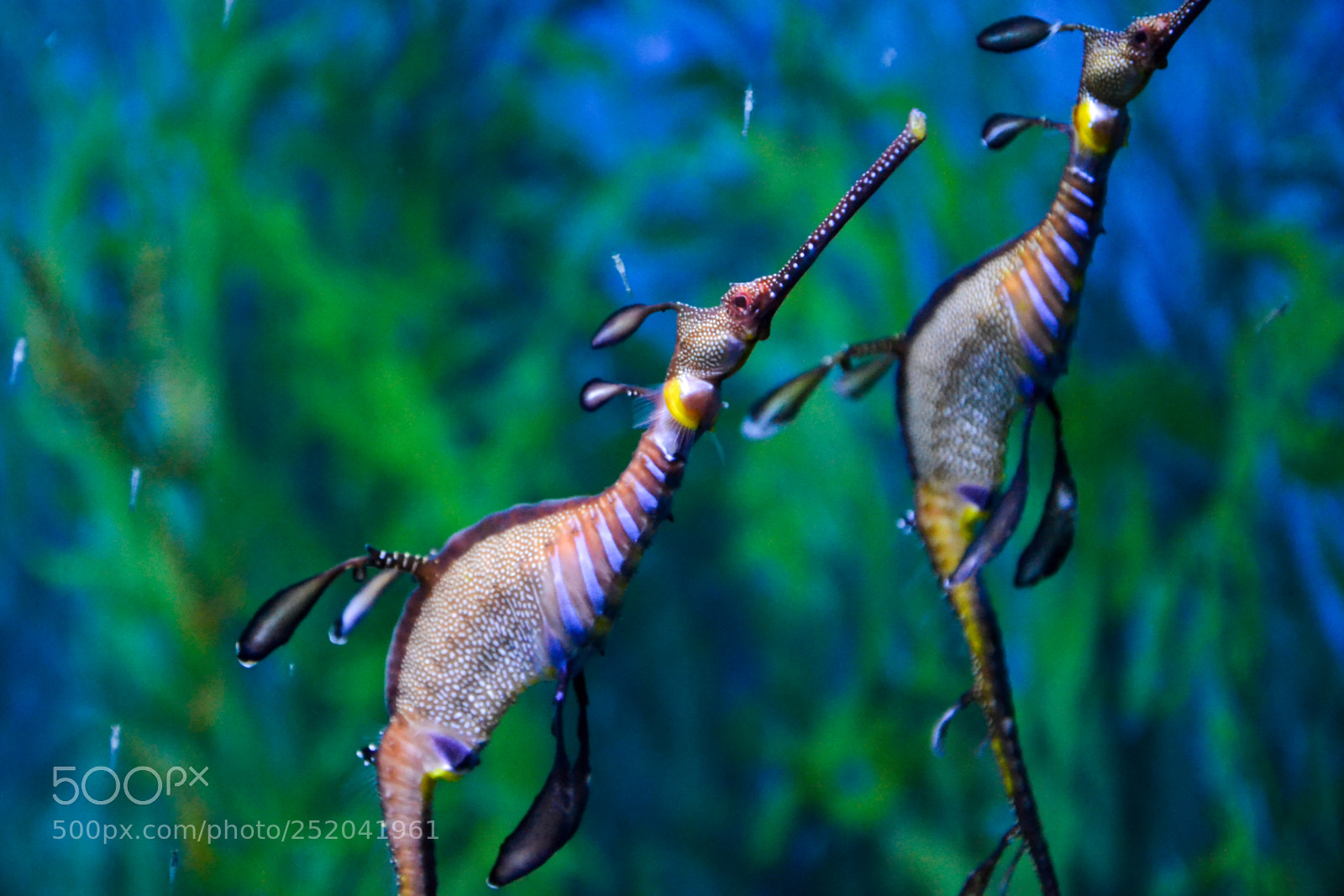 Nikon D3100 sample photo. Sea horse family photography