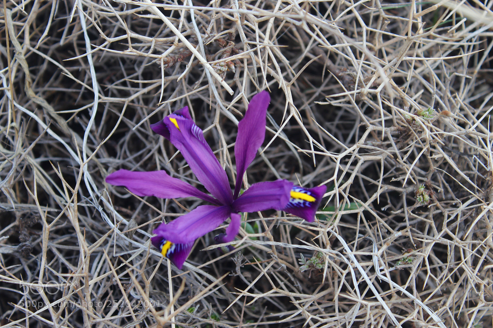 Canon EOS 600D (Rebel EOS T3i / EOS Kiss X5) sample photo. The first spring flower photography