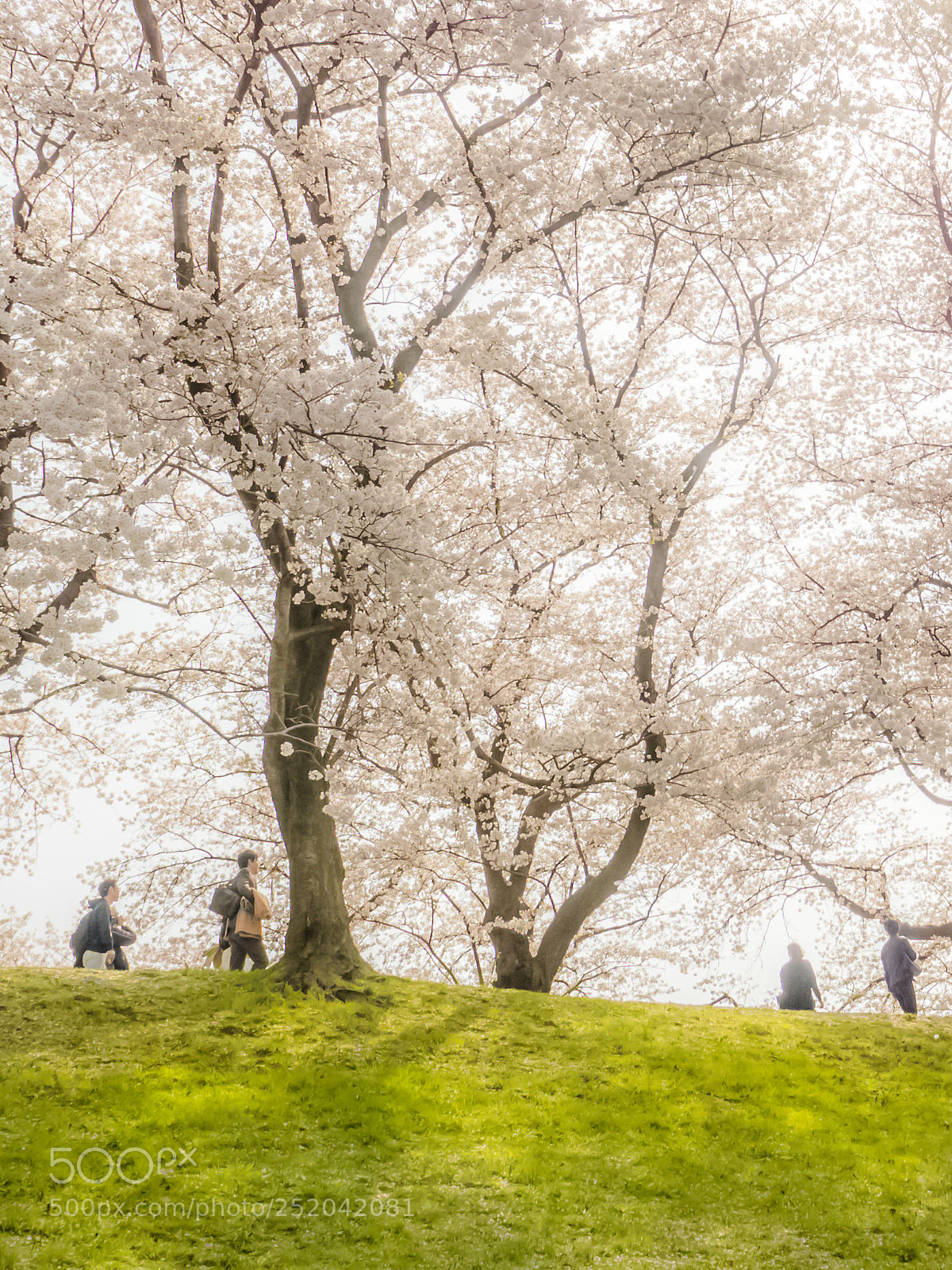 Panasonic Lumix DMC-GH4 sample photo. 桜の photography