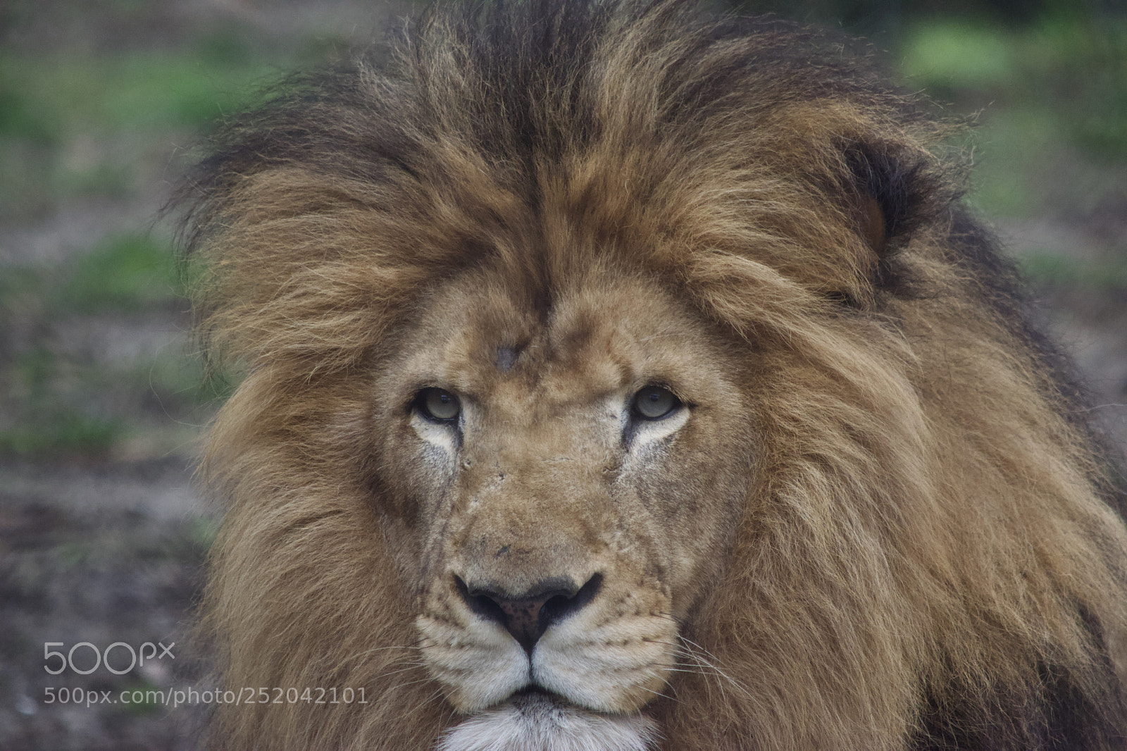 Nikon D3300 sample photo. Watching you watching me. photography