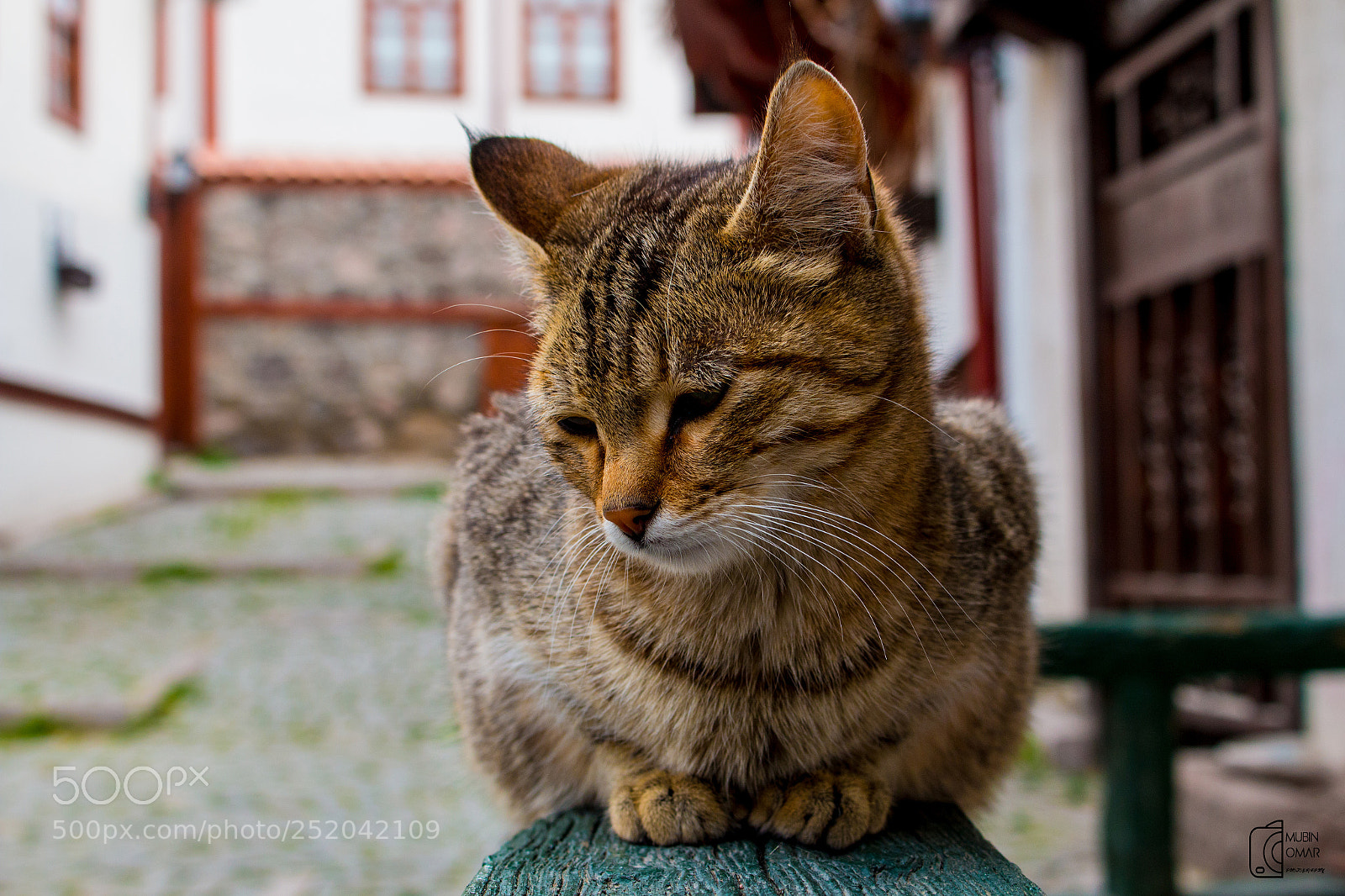 Canon EOS 70D sample photo. Posing time ;) photography