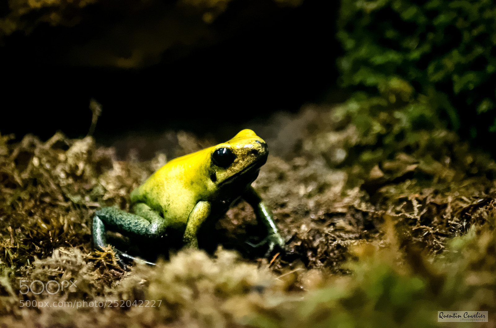 Nikon D7000 sample photo. Yellow frog photography