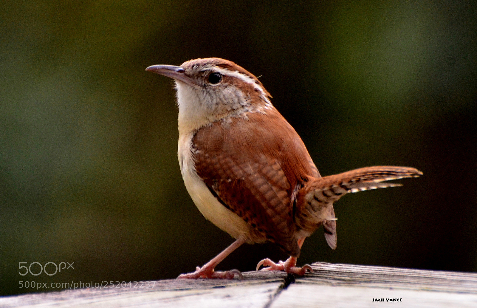 Nikon D7000 sample photo. Nesting wren 1s photography