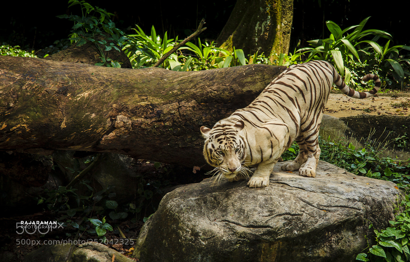 Canon EOS 60D sample photo. Pasha - white lion photography