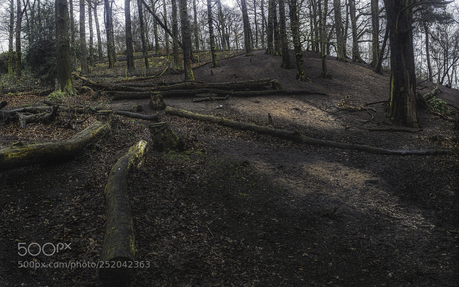 Canon EOS 5D Mark II sample photo. Woodland photography
