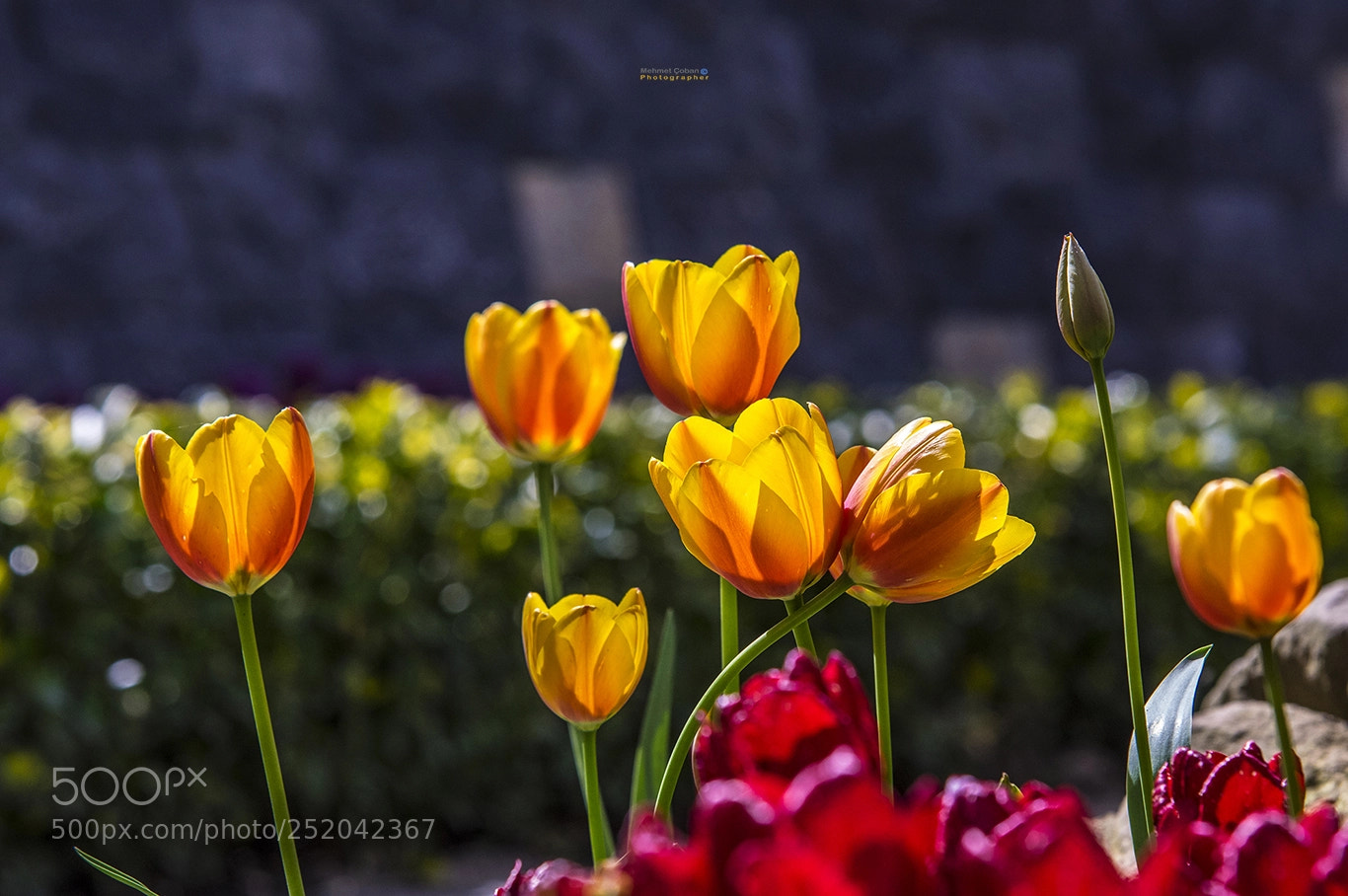 Pentax K-3 II sample photo. Dance of the flowers. photography
