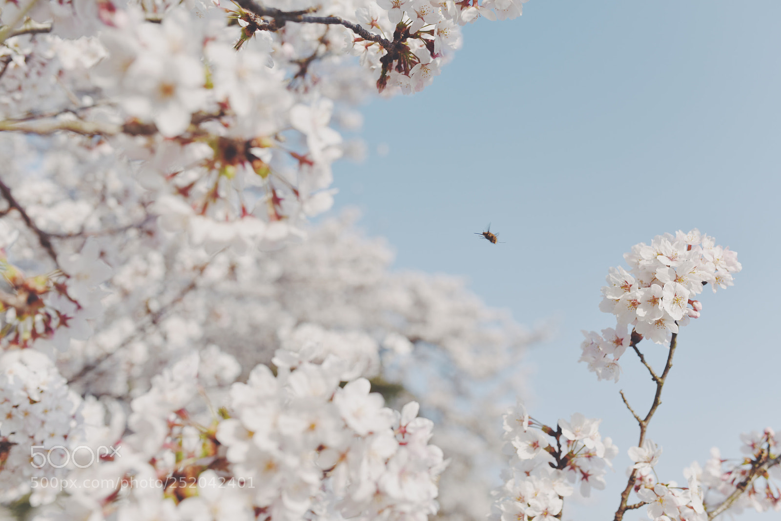 Nikon D810 sample photo. Untitled photography