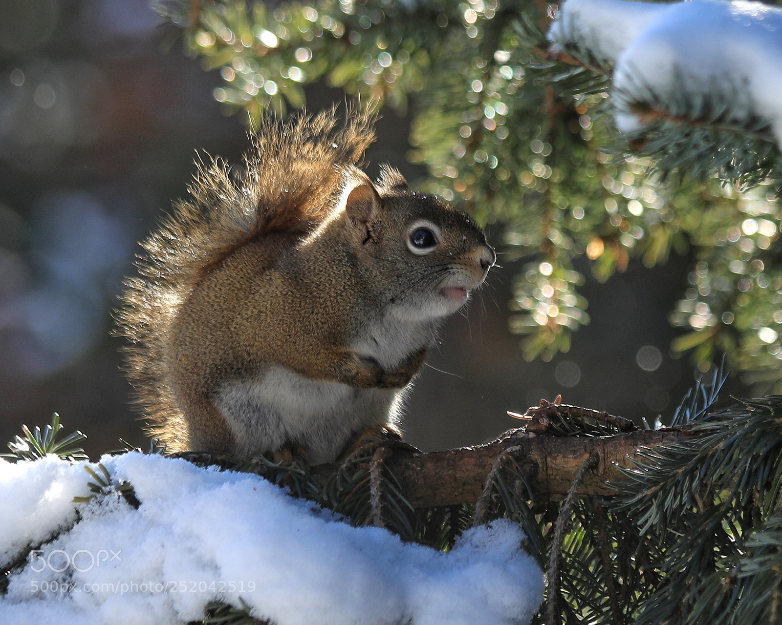 Canon EOS 5D Mark IV sample photo. Squirrel photography