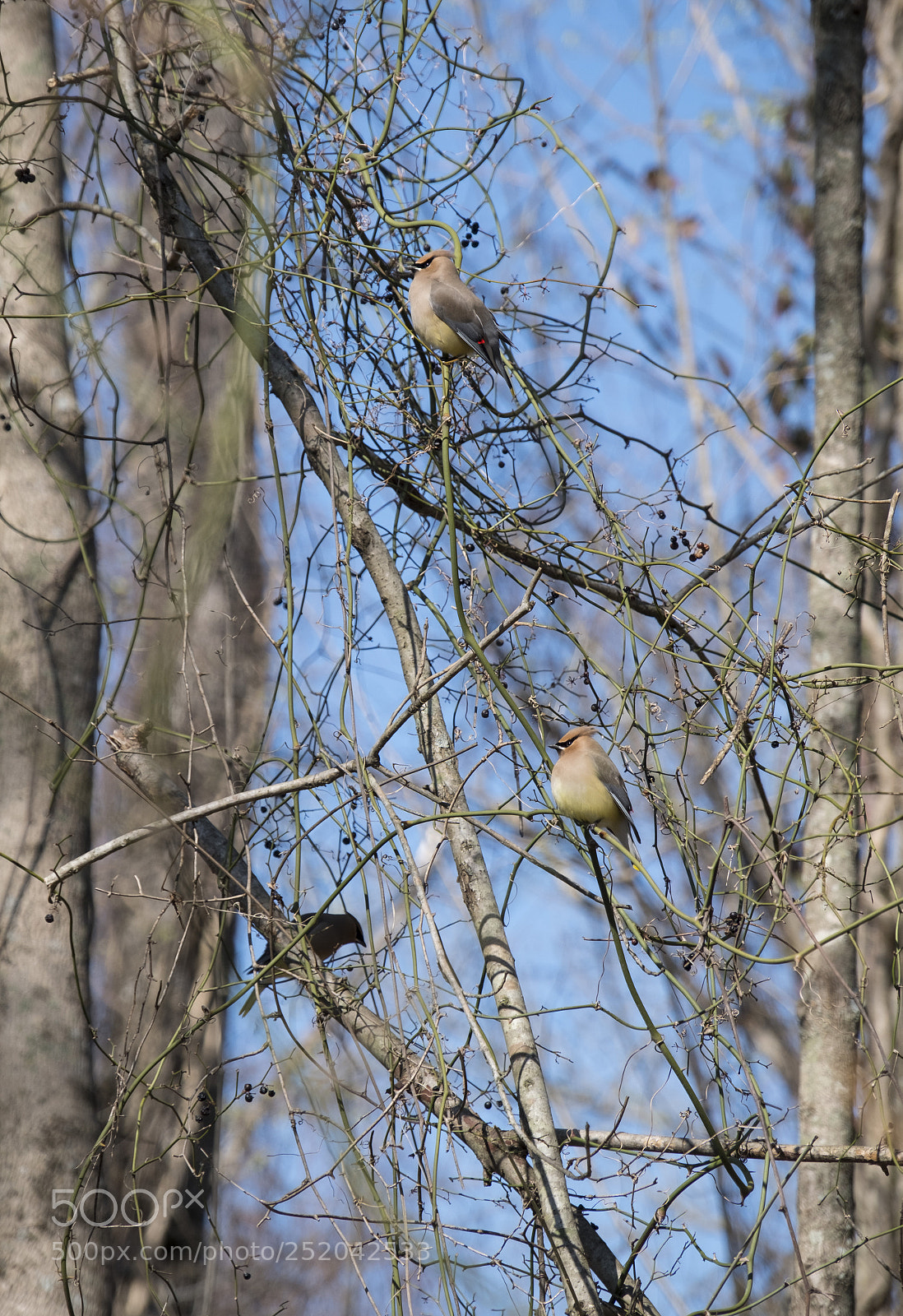 Fujifilm X-T2 sample photo. Cedar waxwing photography