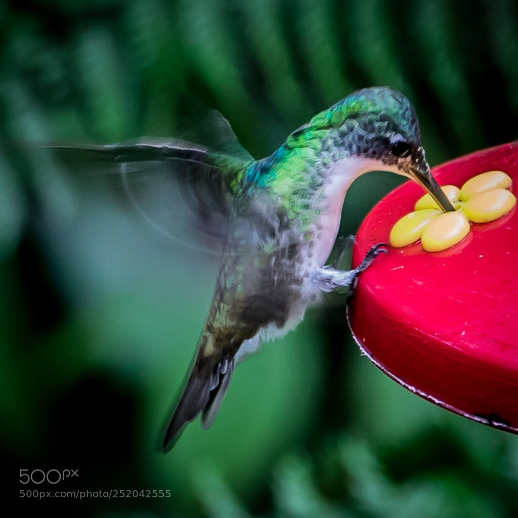 Nikon D5300 sample photo. Hummingbird photography