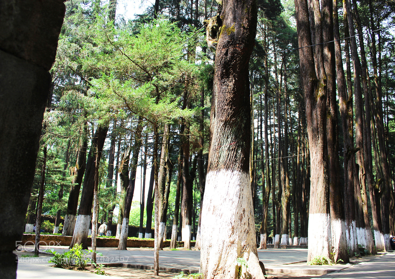 Canon EOS 1300D (EOS Rebel T6 / EOS Kiss X80) sample photo. Woods photography