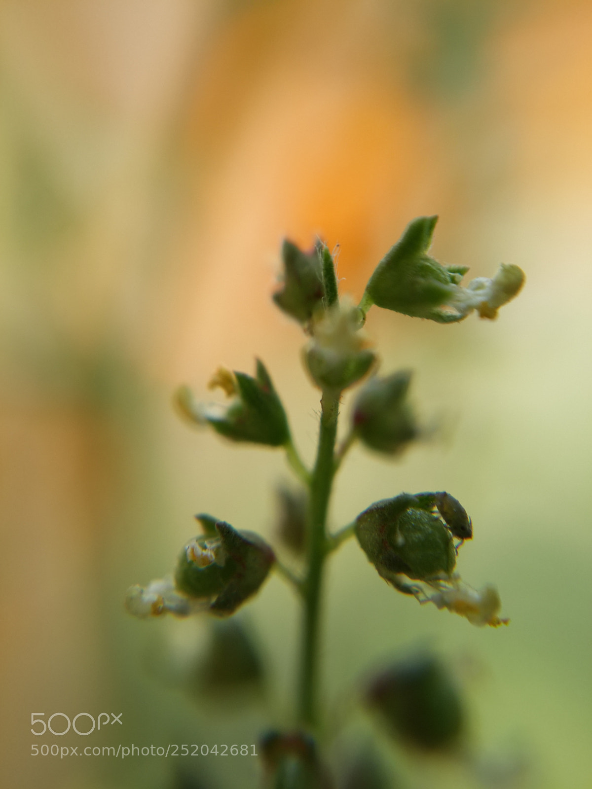 Samsung Galaxy S4 sample photo. Fenugreek plant photography