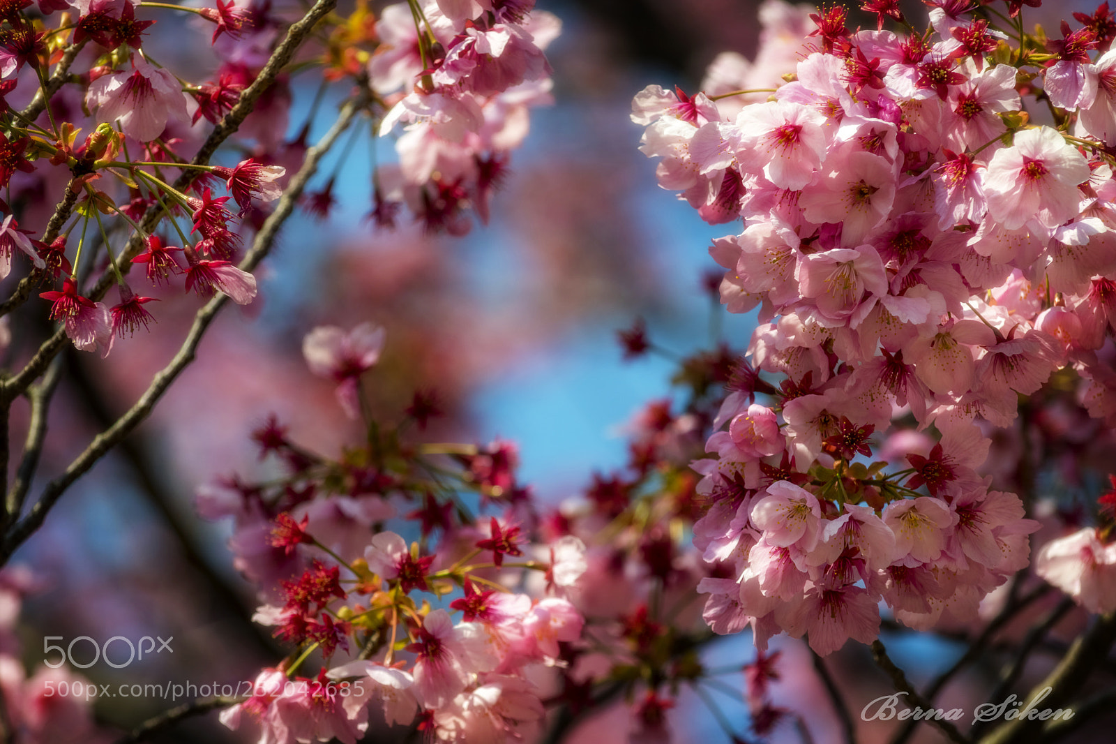 Nikon D5500 sample photo. Dreaming pink photography