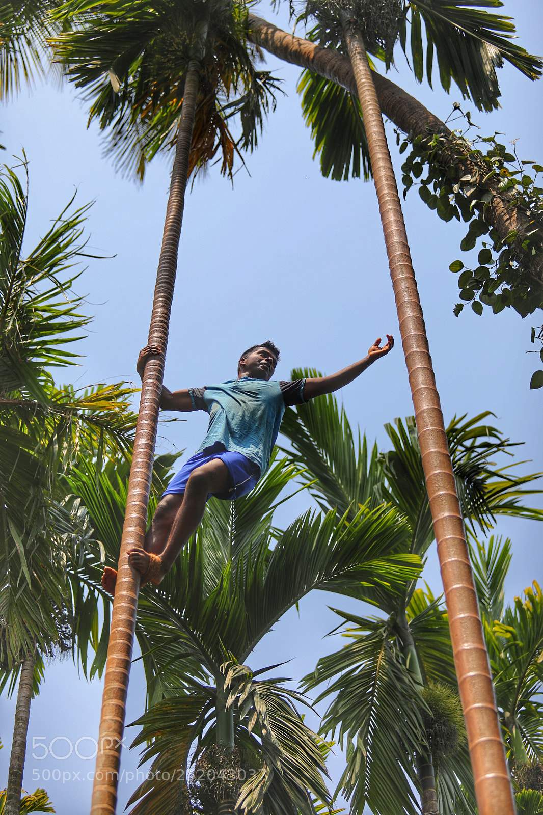 Canon EOS 5D Mark IV sample photo. From tree to tree photography
