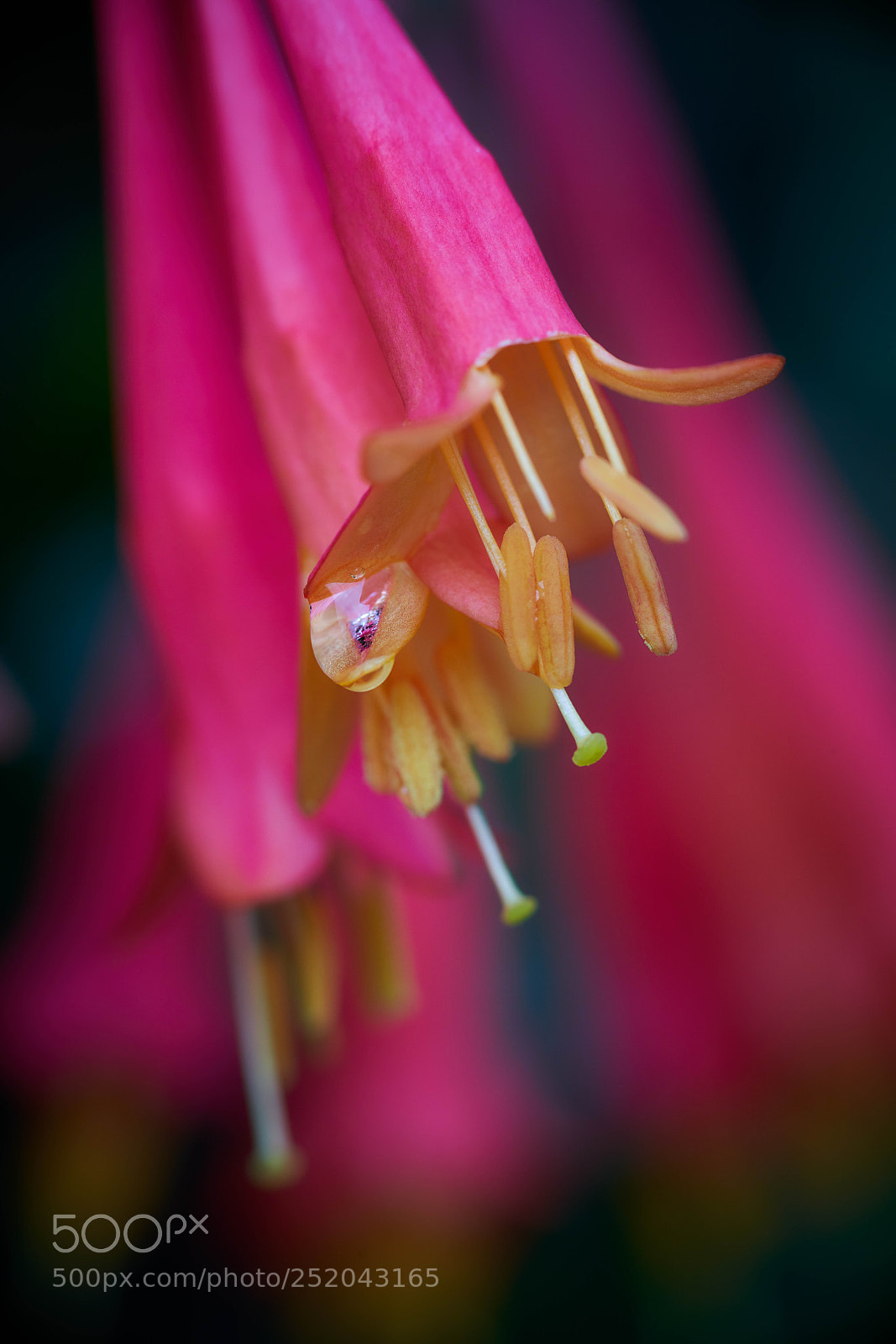 Sony a7R III sample photo. Honeysuckle with droplet reflection photography