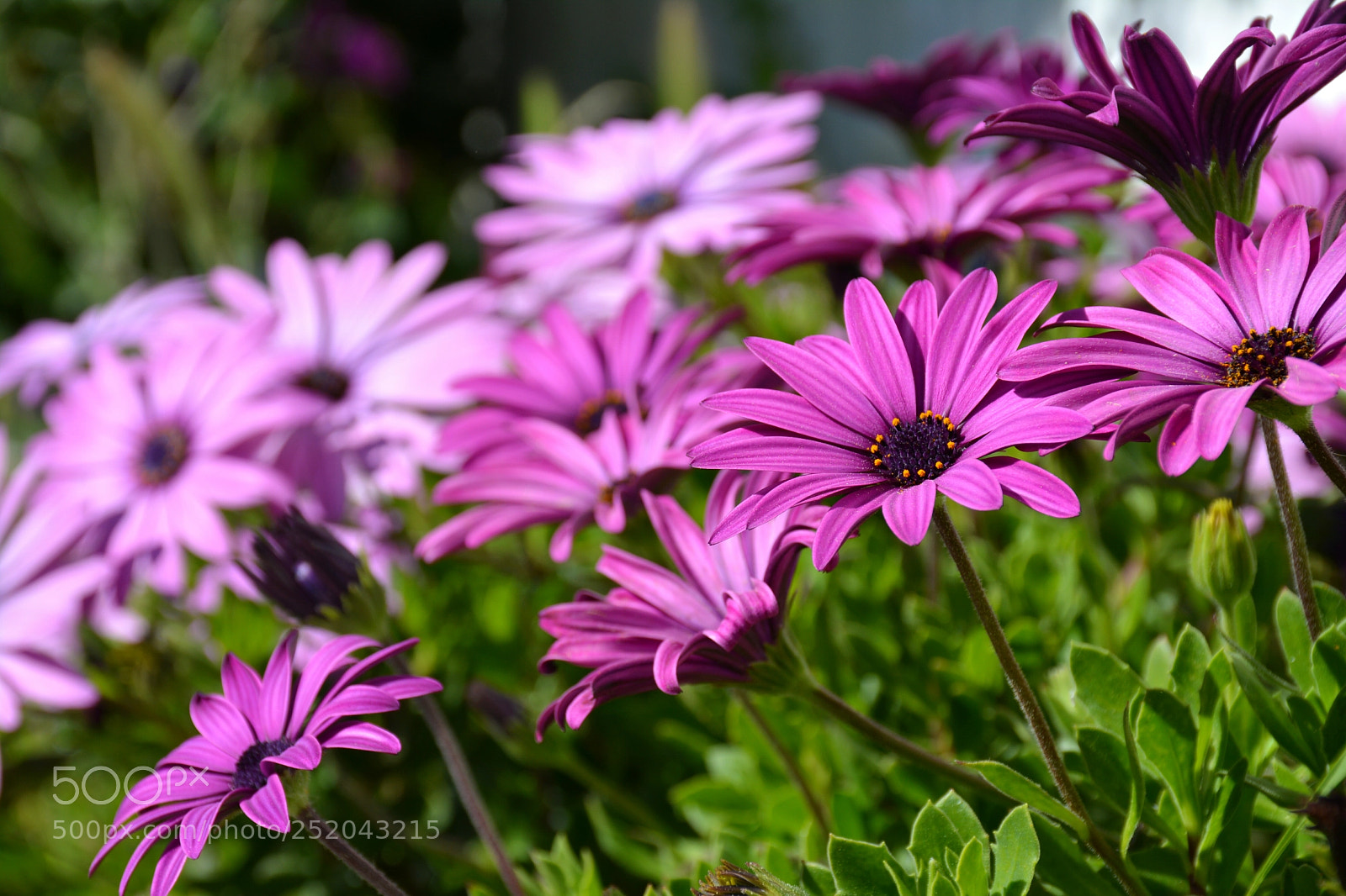 Nikon D5200 sample photo. Untitled photography
