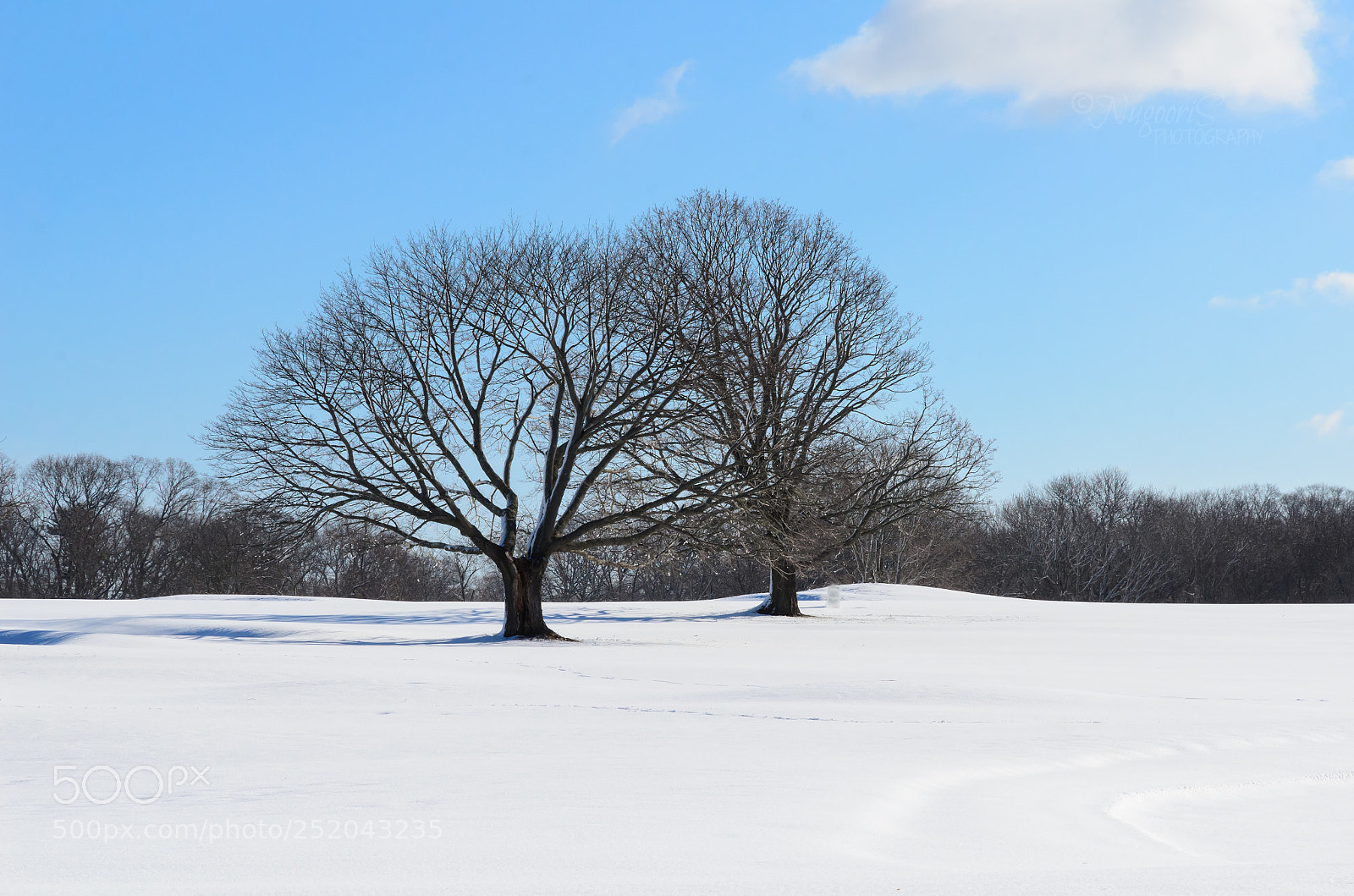 Nikon D7000 sample photo. A snow day photography