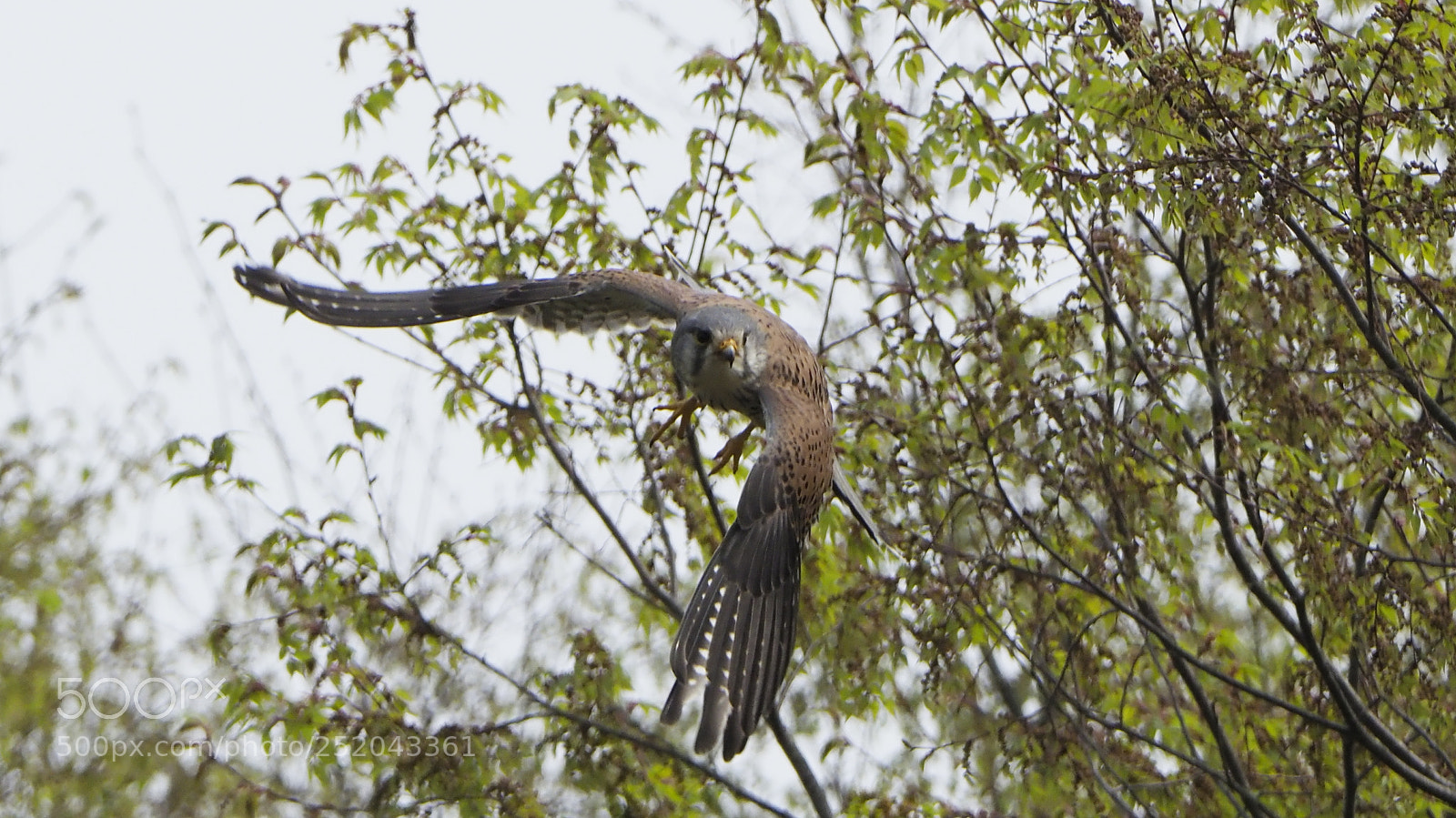 Olympus OM-D E-M1 Mark II sample photo. Take off photography