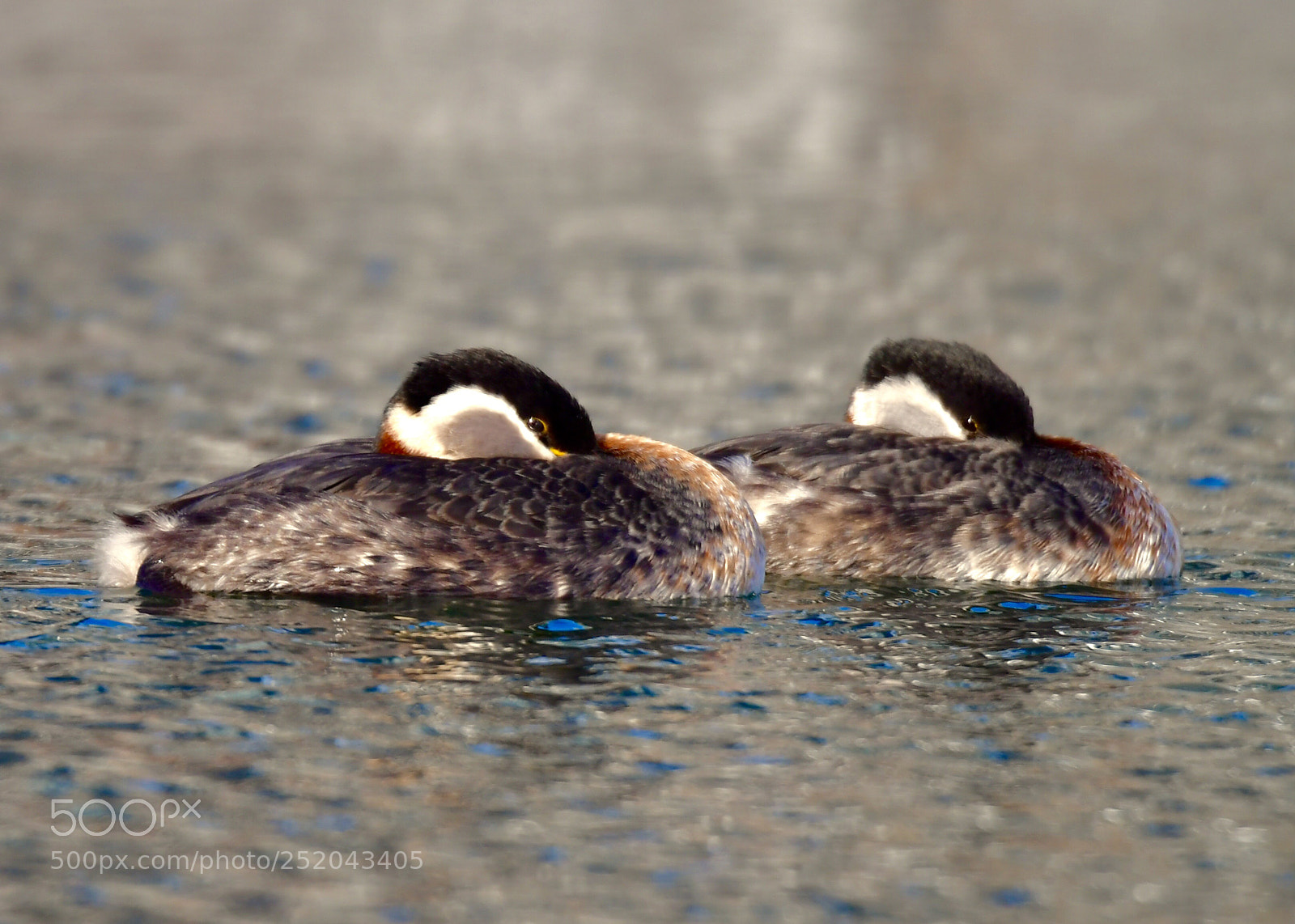 Nikon D5 sample photo. 鸊鷉(red-necked grebe) photography