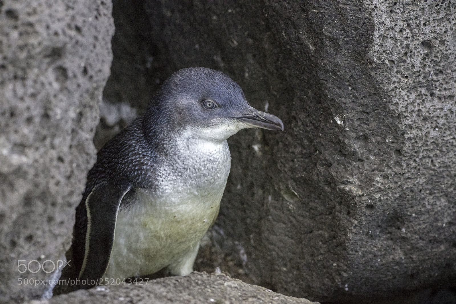 Canon EOS 5DS sample photo. Little penguin photography