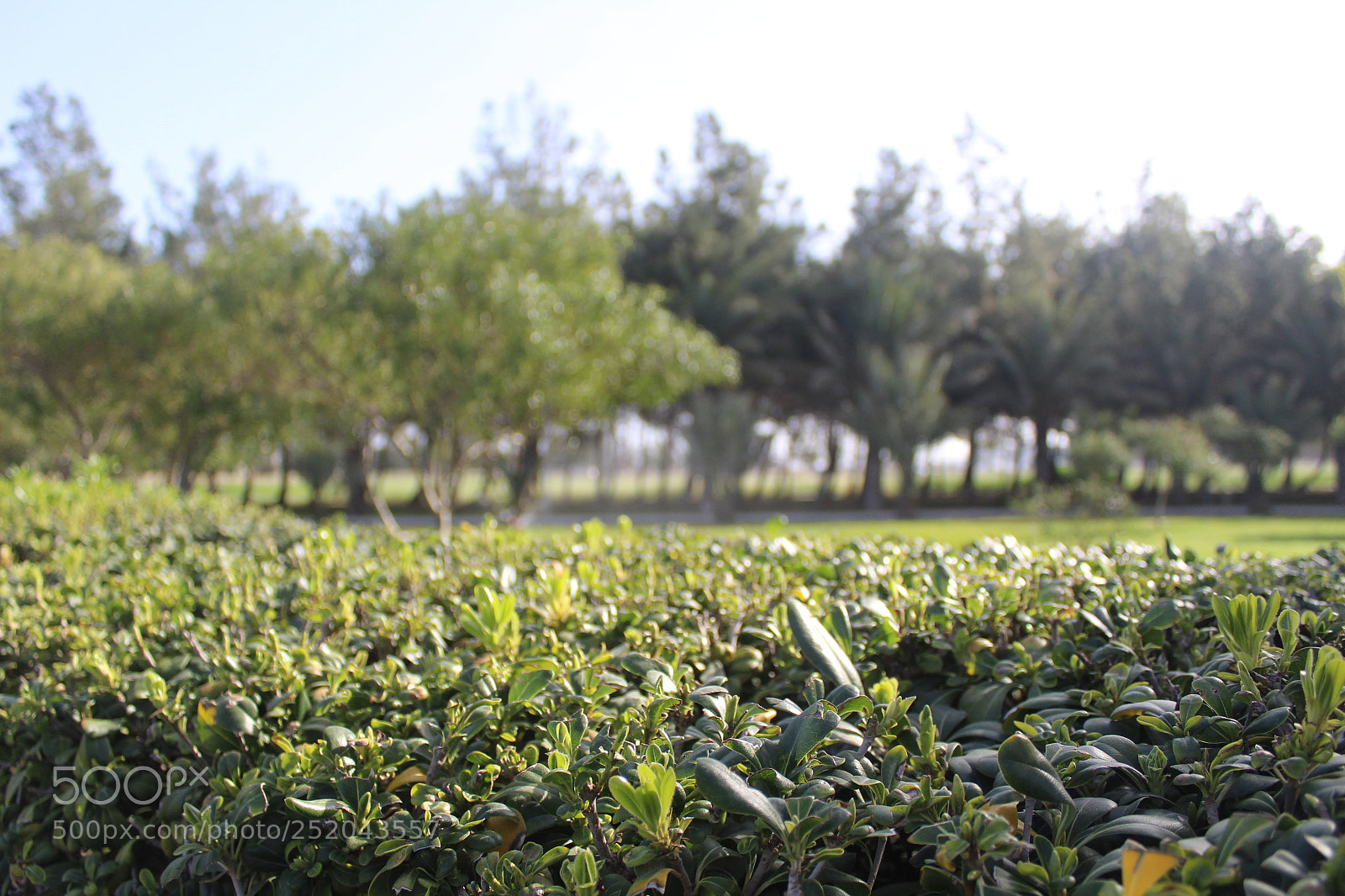 Canon EOS 1300D (EOS Rebel T6 / EOS Kiss X80) sample photo. Img photography