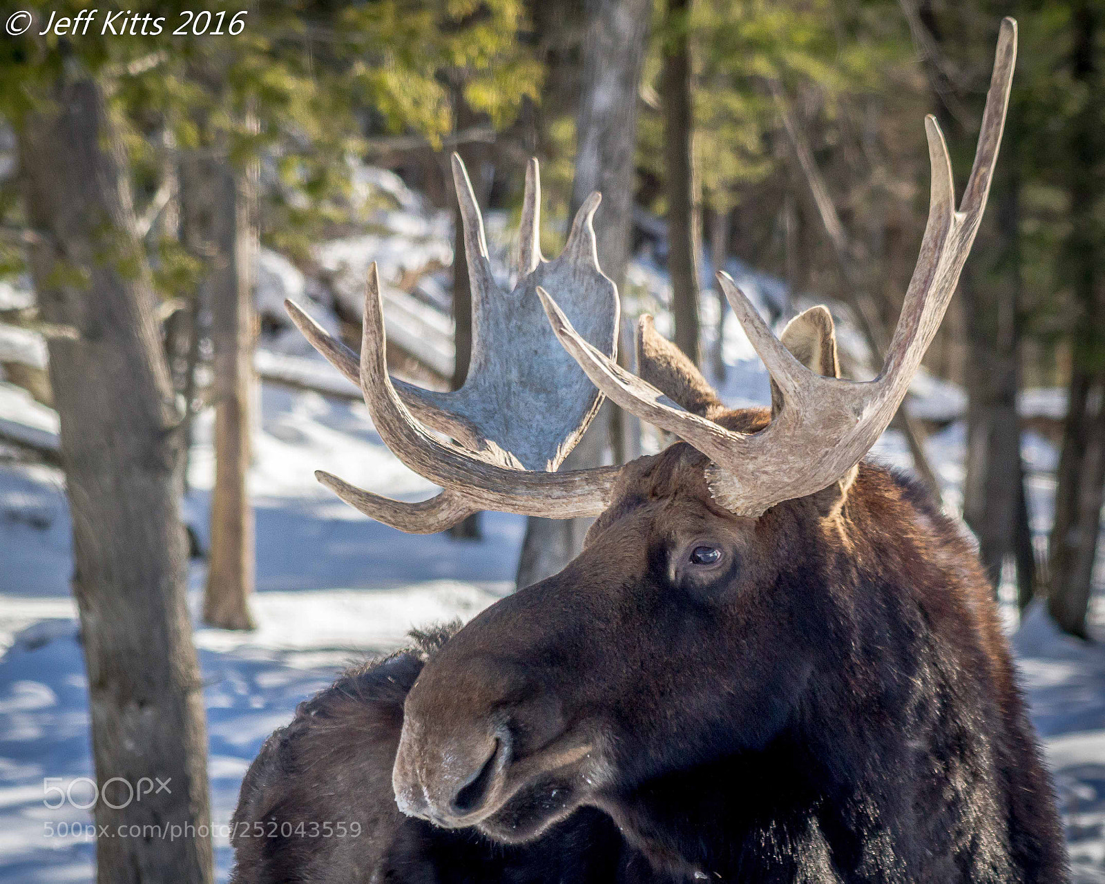 Canon EOS 7D sample photo. 3232- moose # 30 photography