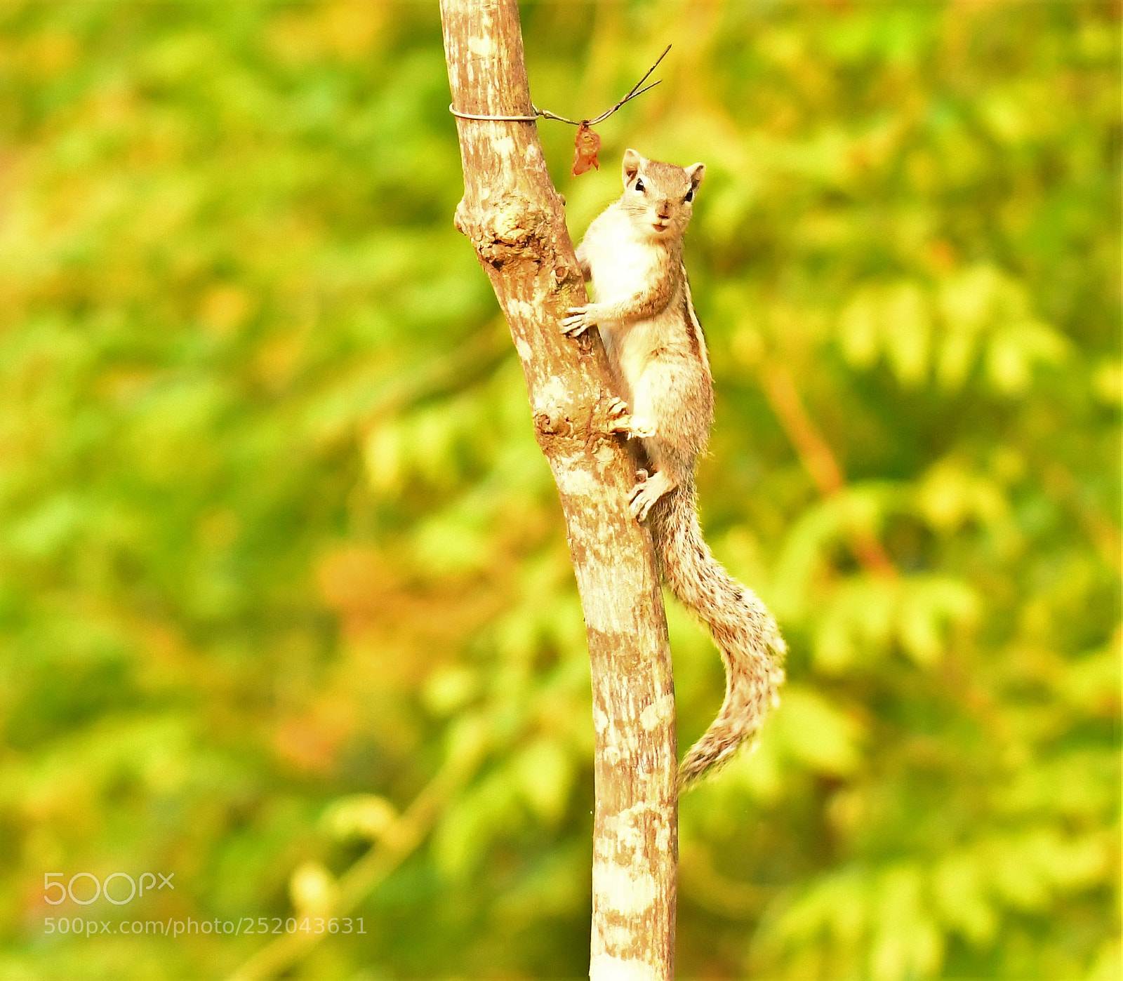 Nikon D7500 sample photo. Curious photography