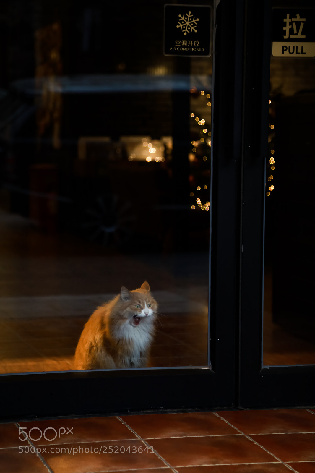 Canon EOS 5D Mark IV sample photo. Lion photography