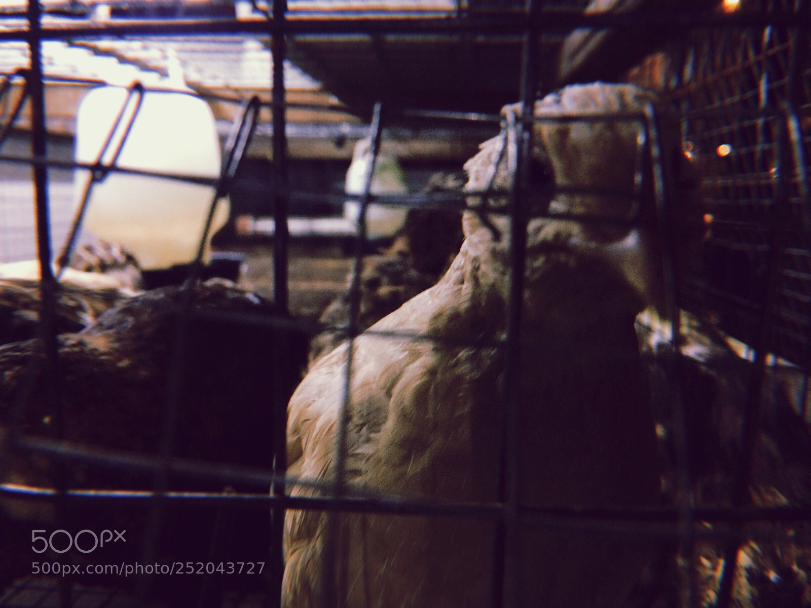 Apple iPhone sample photo. Caged photography