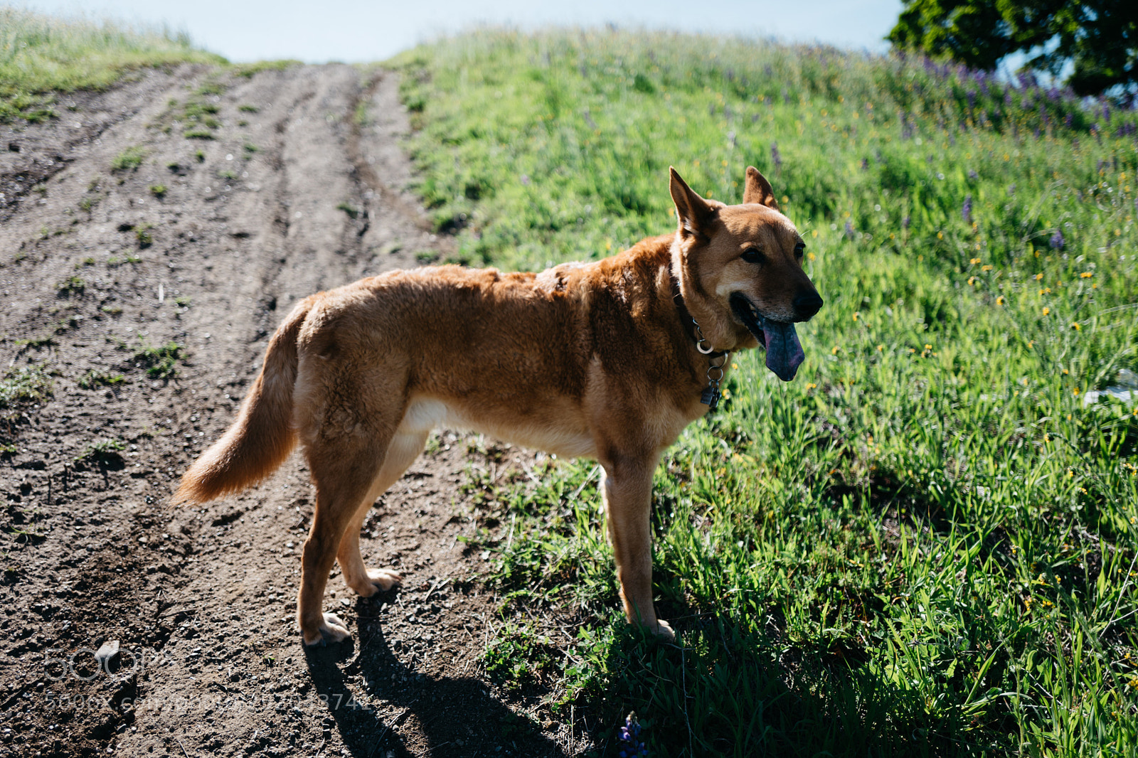 Leica Q (Typ 116) sample photo. Smokey in the sun photography