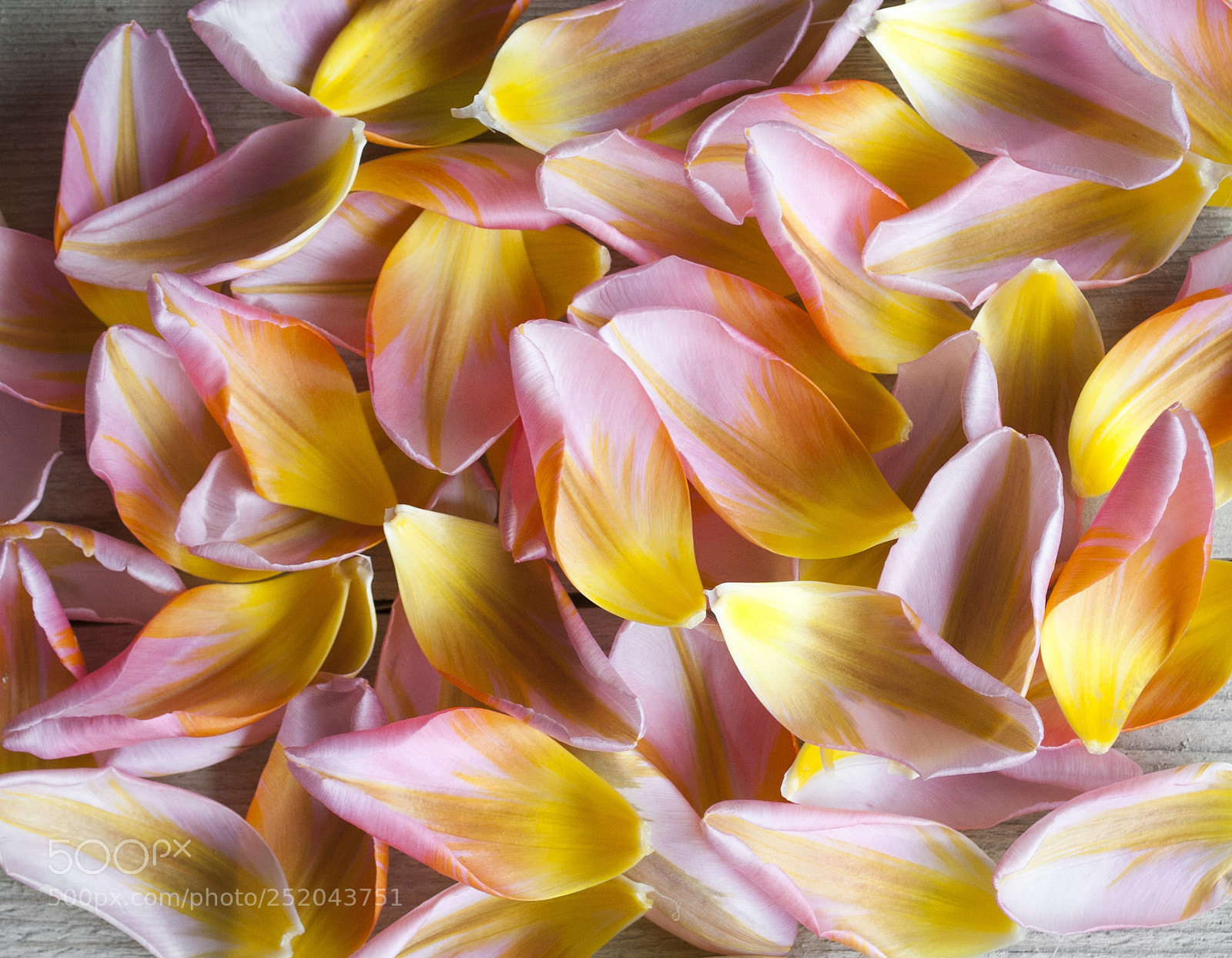 Nikon D3000 sample photo. Background of spring tulip photography
