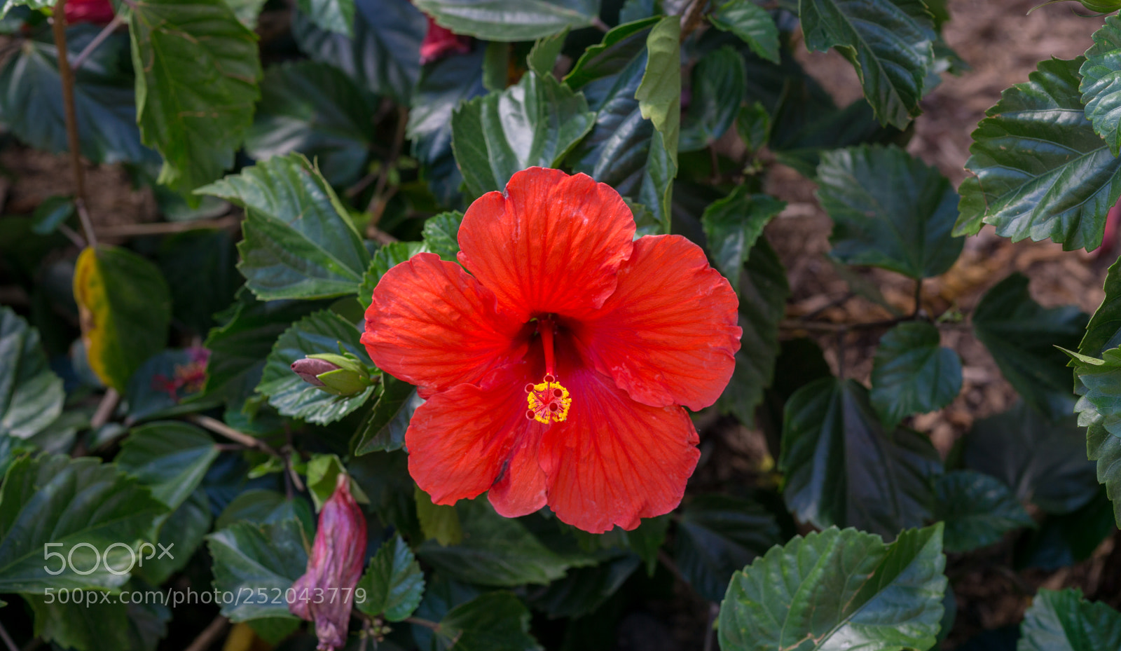 Sony a6000 sample photo. Central park zoo photography