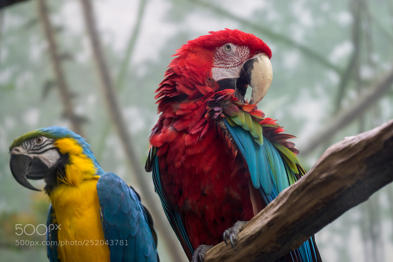 Sony a6000 sample photo. Central park zoo photography