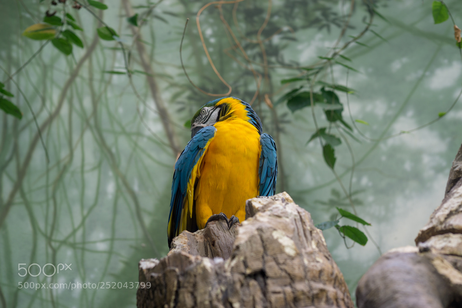 Sony a6000 sample photo. Central park zoo photography