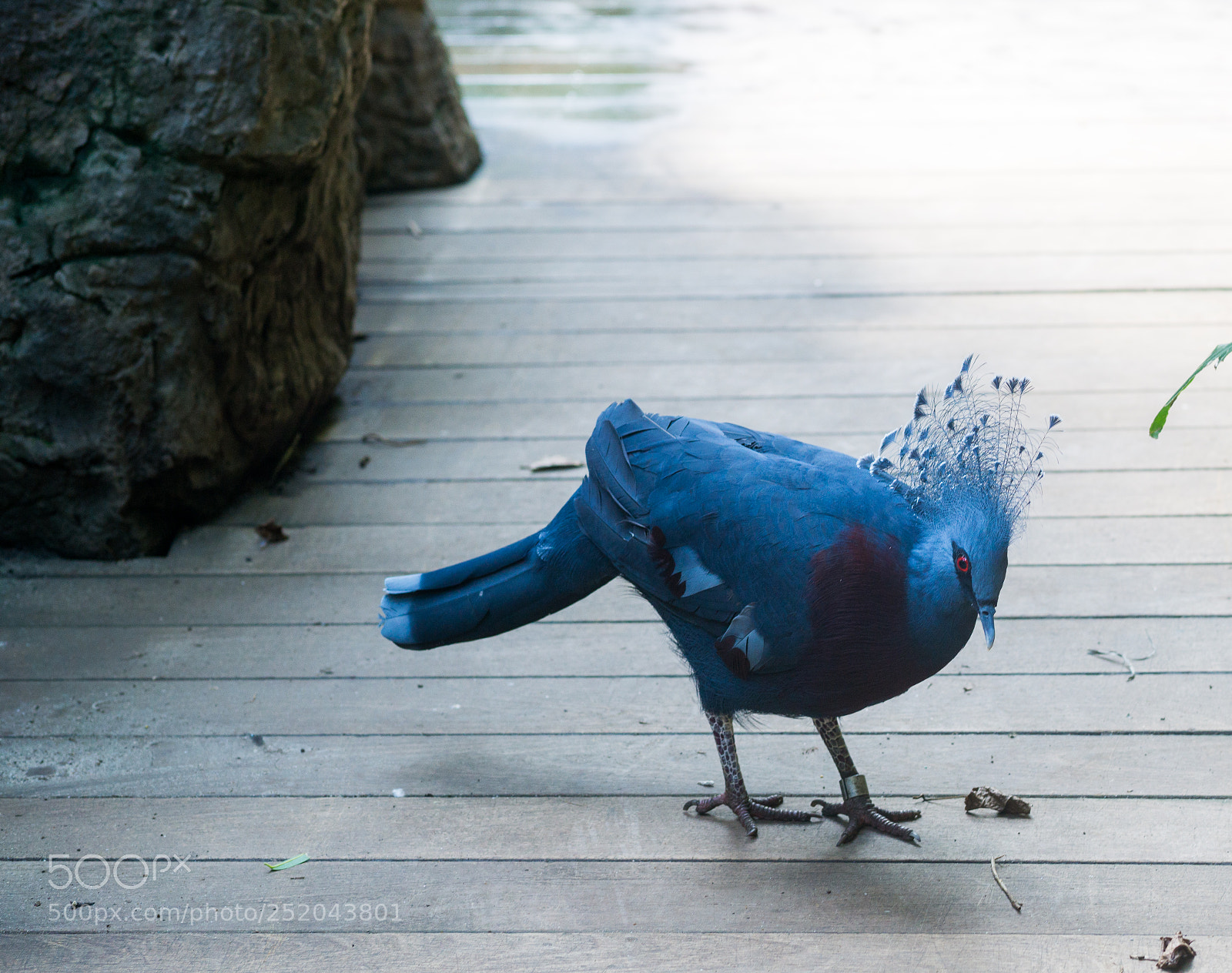 Sony a6000 sample photo. Central park zoo photography