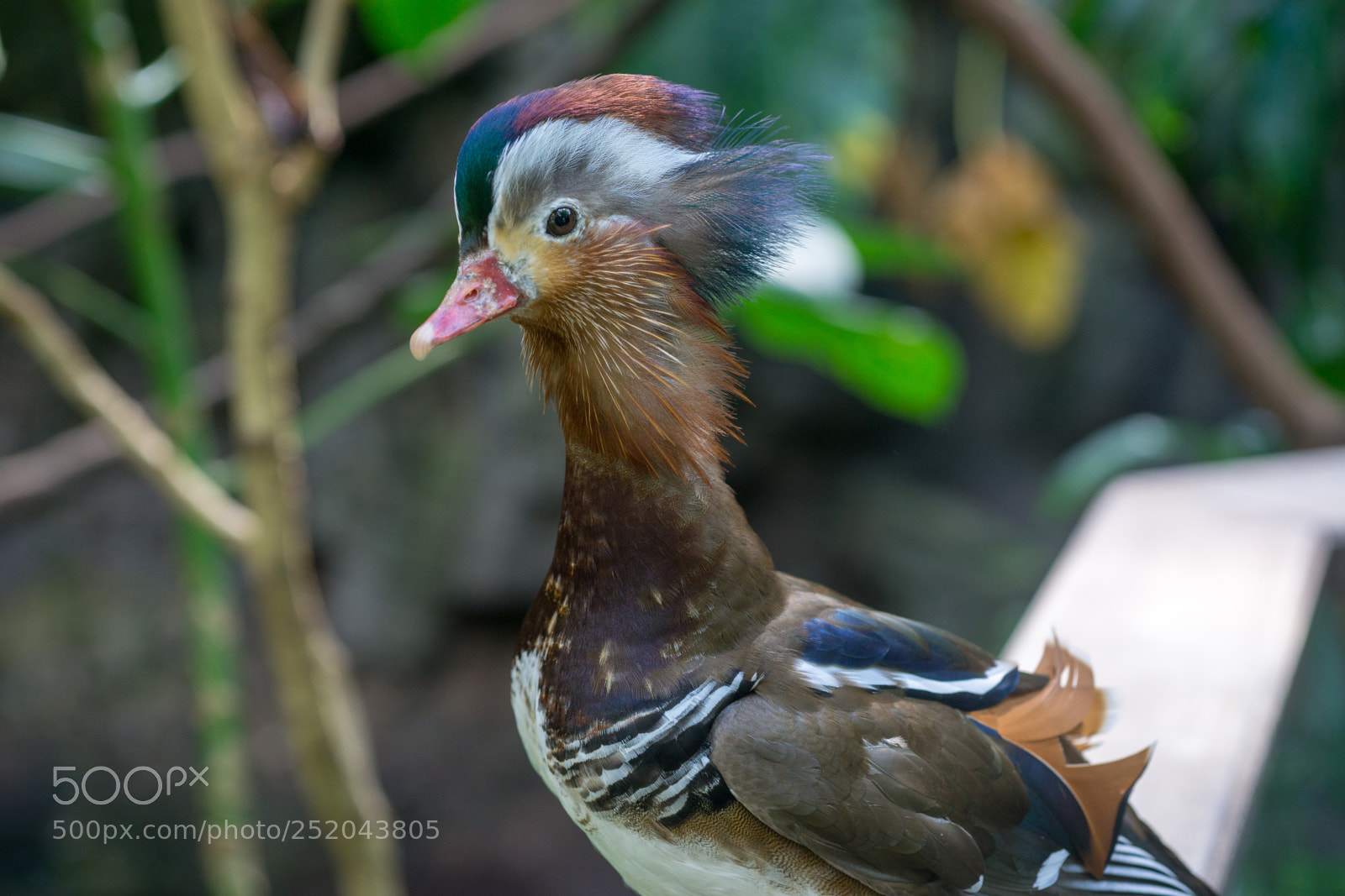 Sony a6000 sample photo. Central park zoo photography