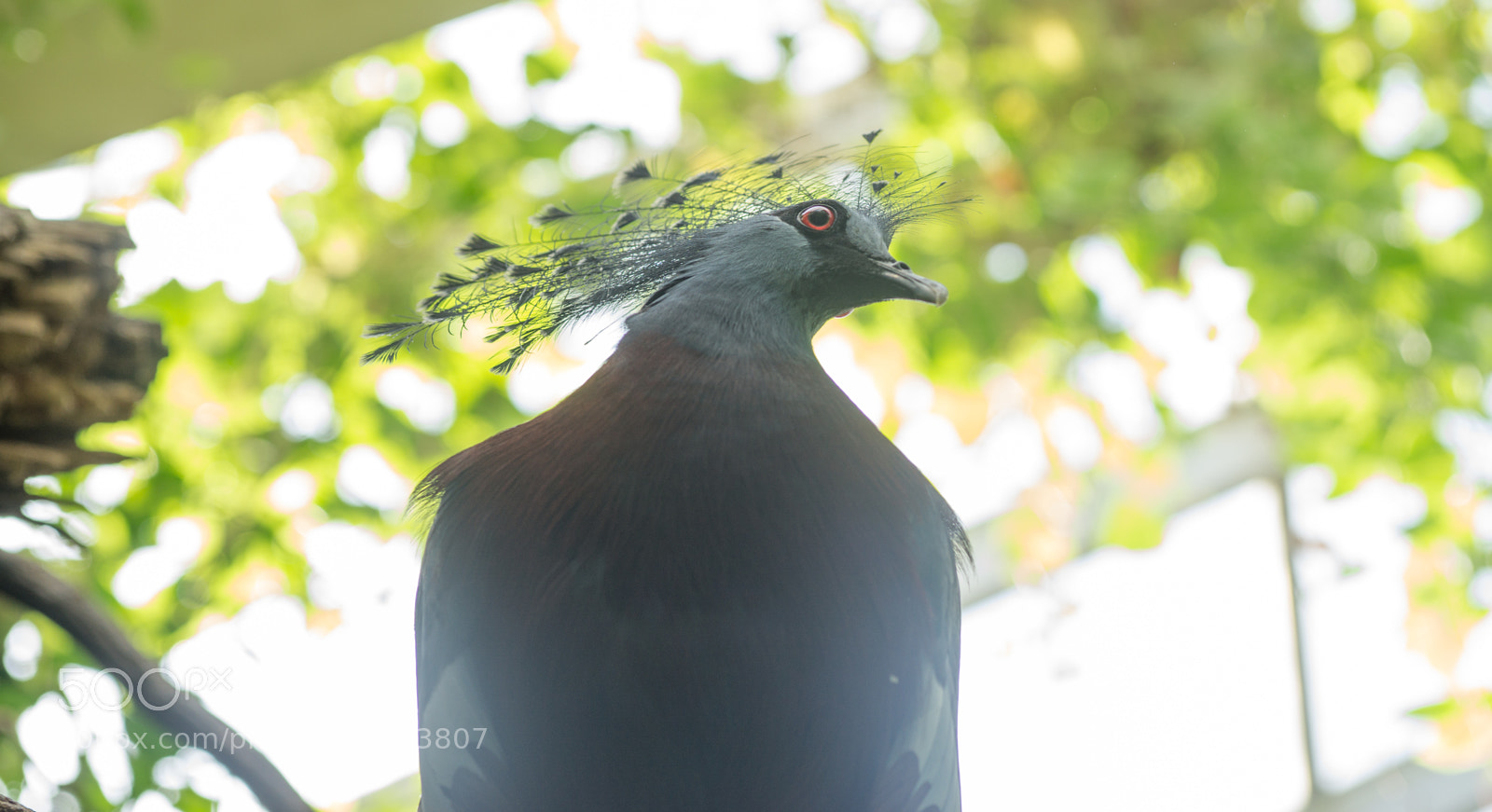 Sony a6000 sample photo. Central park zoo photography