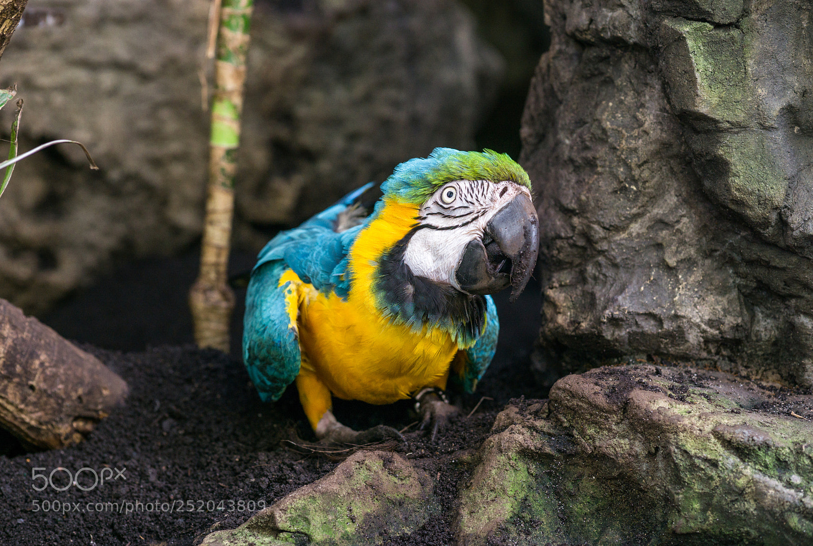 Sony a6000 sample photo. Central park zoo photography